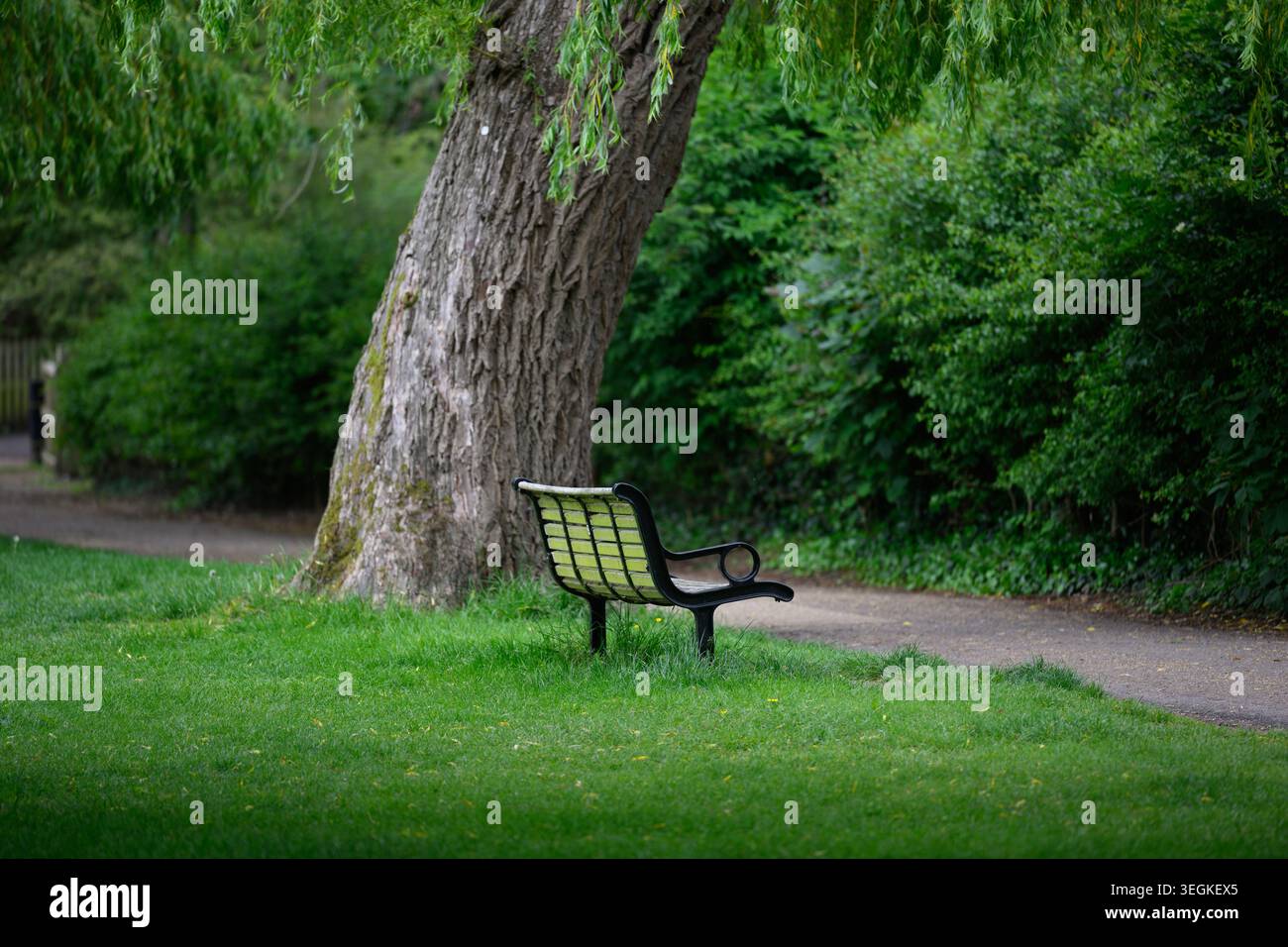 Parkbank neben einem großen Baum Stockfoto