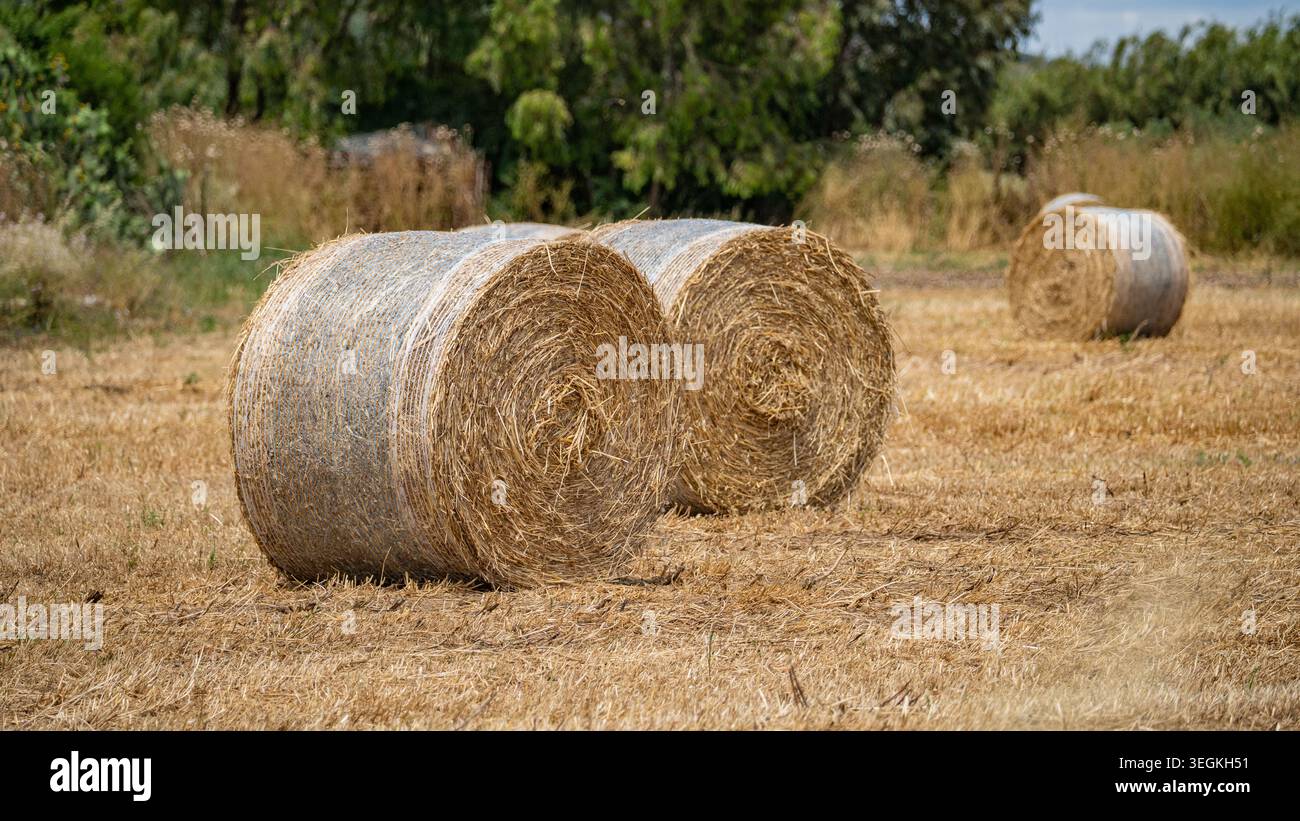 Runde Strohballen In Landwirtschaftlicher Landschaft Stockfoto