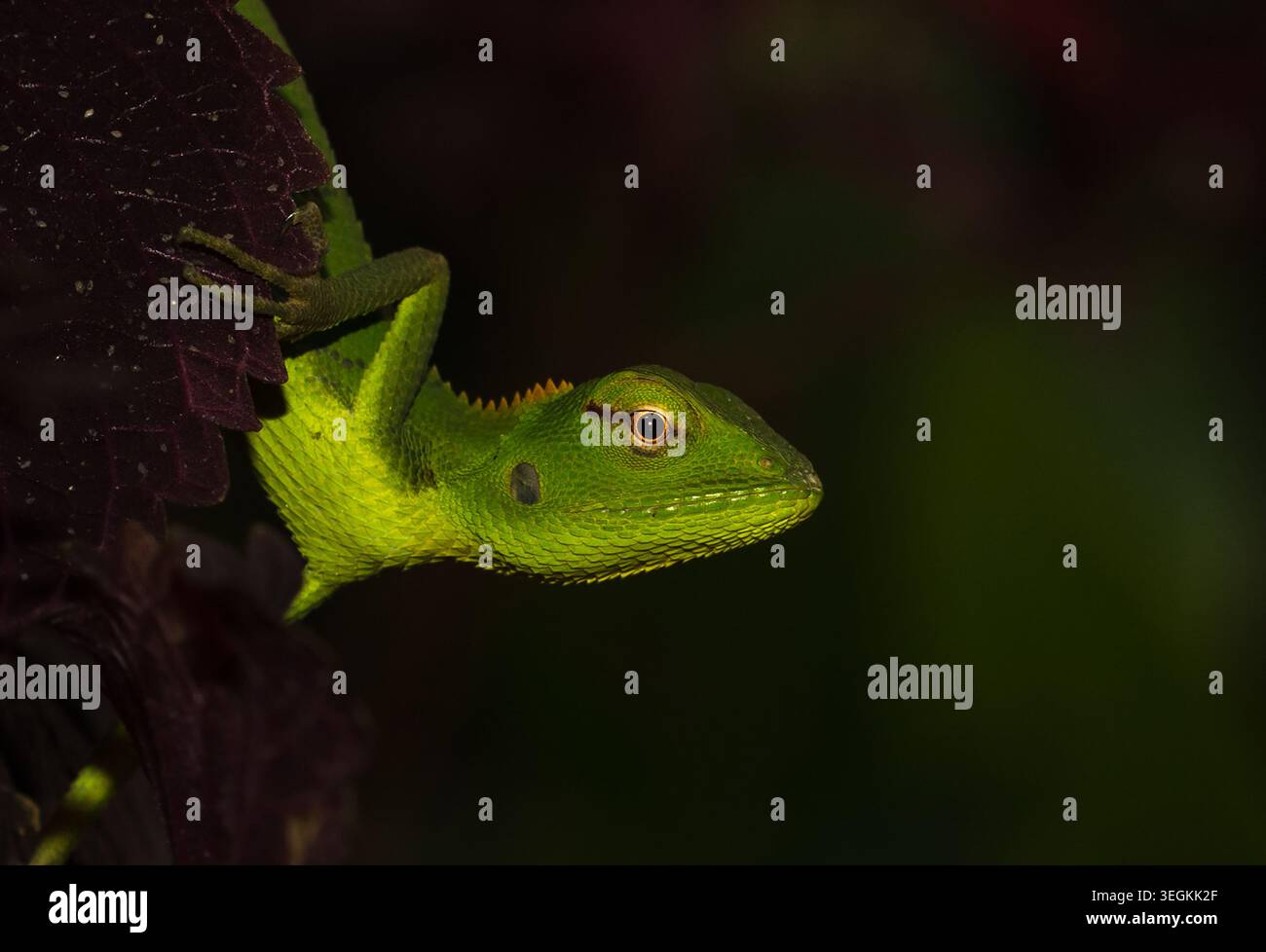 Grünes Chamäleon auf einem Blatt Stockfoto