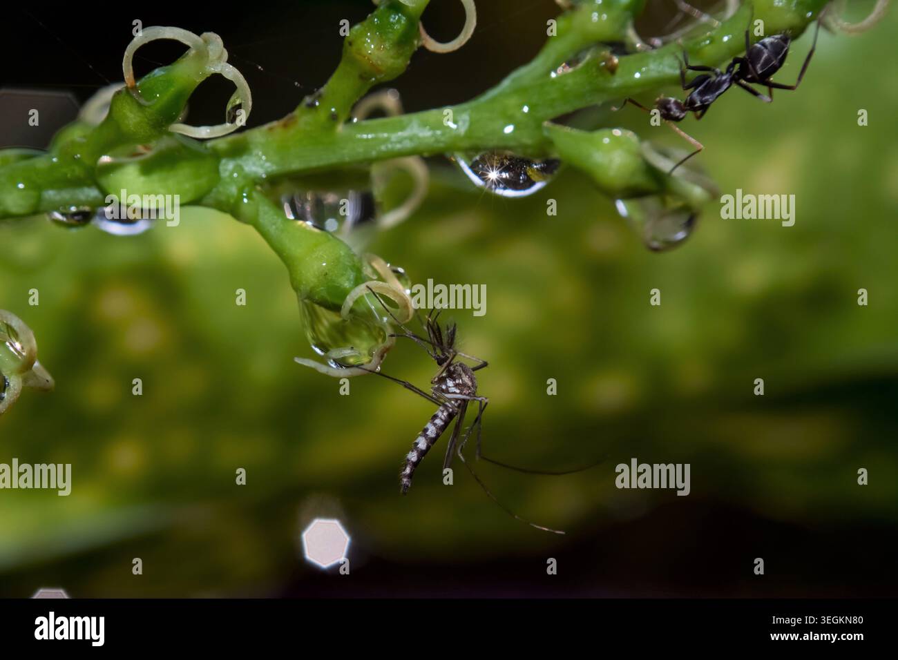 Kollam, Kerala, Indien - Juni 7, 2019: Moskito und Ant sitzen auf einer Anlage Stockfoto