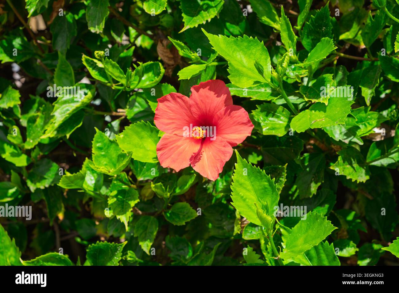 Eine einzelne rote Blume mit einem gelben Stempel ist mittig zwischen grünen Blättern. Das Laub zeigt unter natürlichem Licht unterschiedliche Grüntöne. Stockfoto