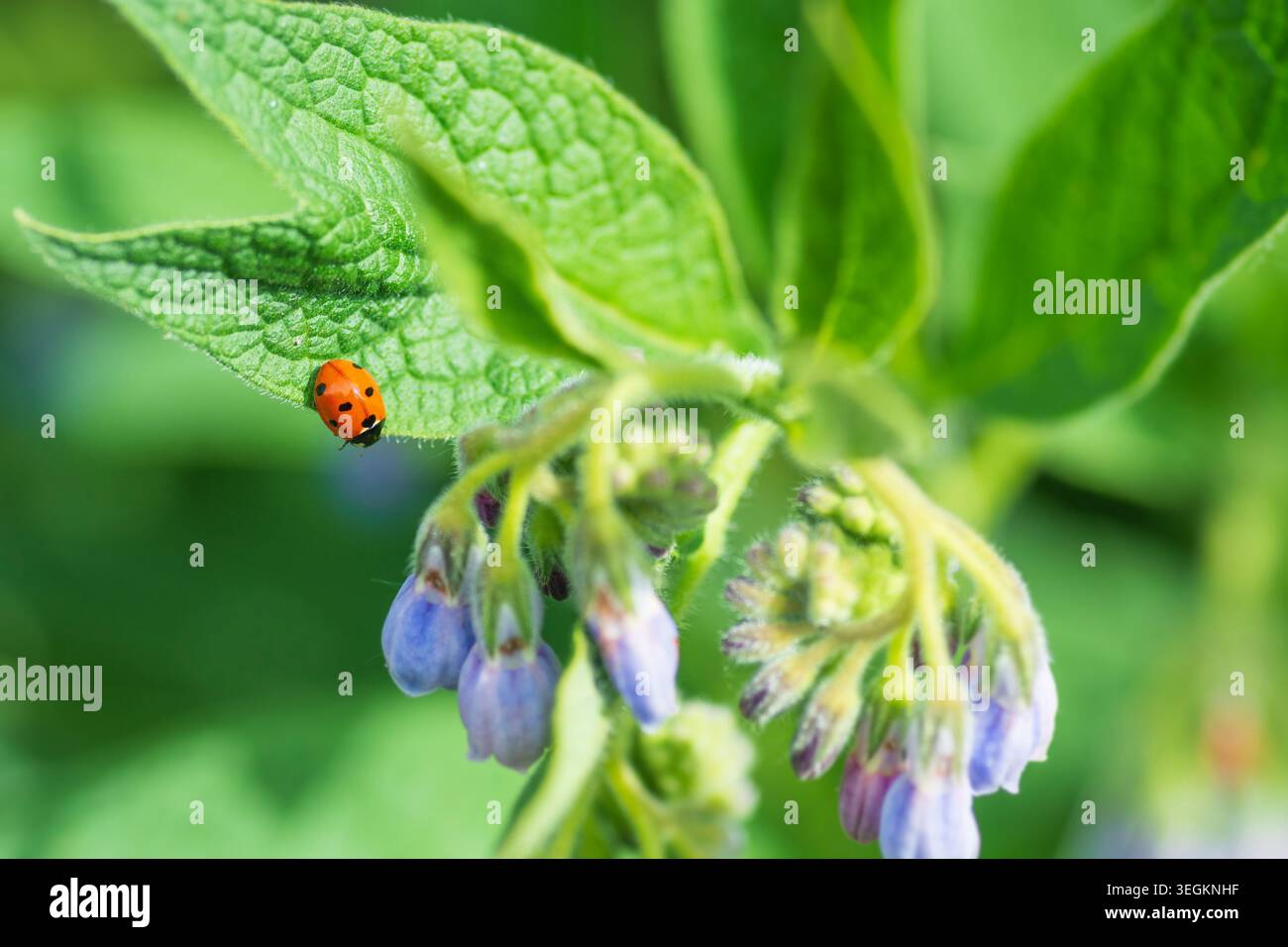 Marienkäfer auf einer Beinwell-Pflanze im Mai Stockfoto