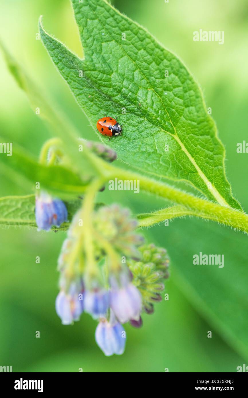 Marienkäfer auf einer Beinwell-Pflanze im Mai Stockfoto