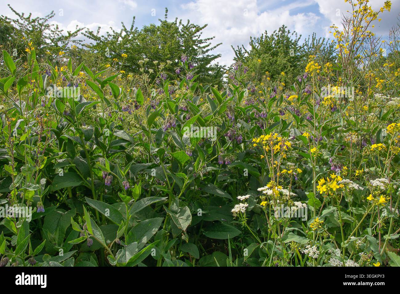 Wildblumenwiesen, Beinwell, Kuhrutsche und Senfpflanzen, Walthamstow resevoir, London, Mai Stockfoto