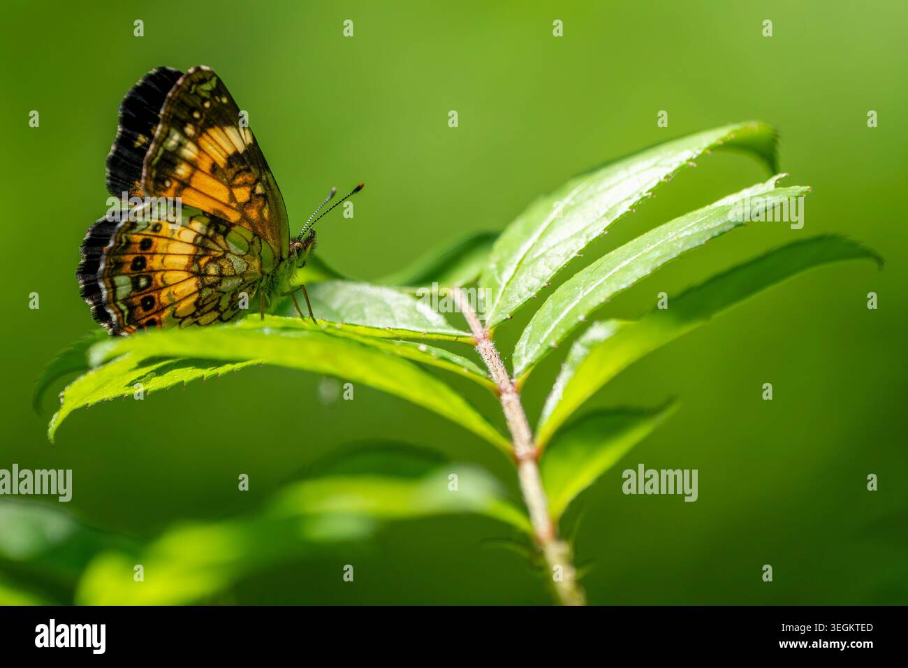 Ein farbenfroher Schmetterling liegt auf einem hellgrünen Blatt, das von Sonnenlicht vor einem weichen, unscharfen natürlichen Hintergrund beleuchtet wird. Stockfoto