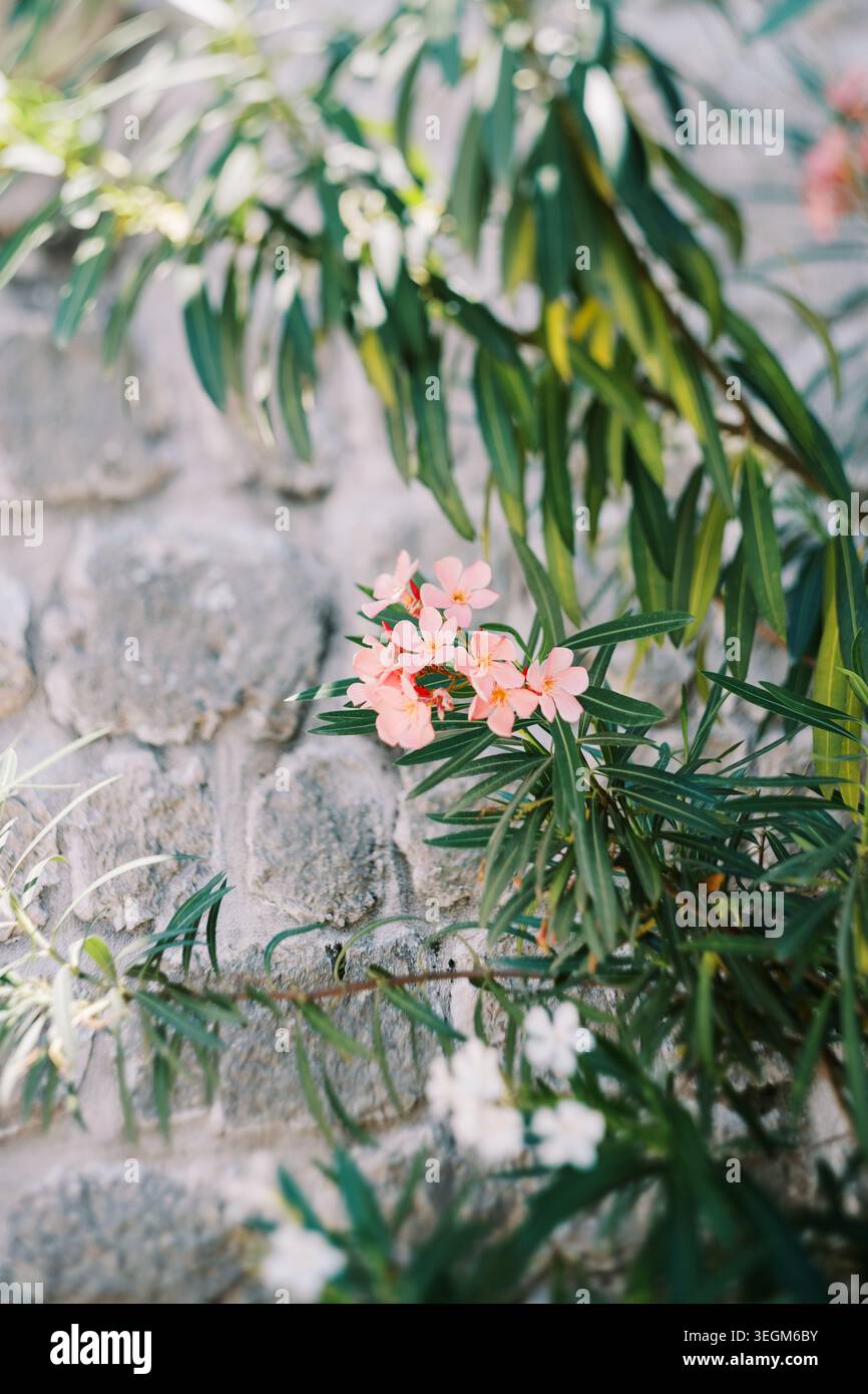 Sanfte florale Szene. Rosafarbene Blüten mit Weinreben und glänzenden Blättern in warmem Licht Stockfoto