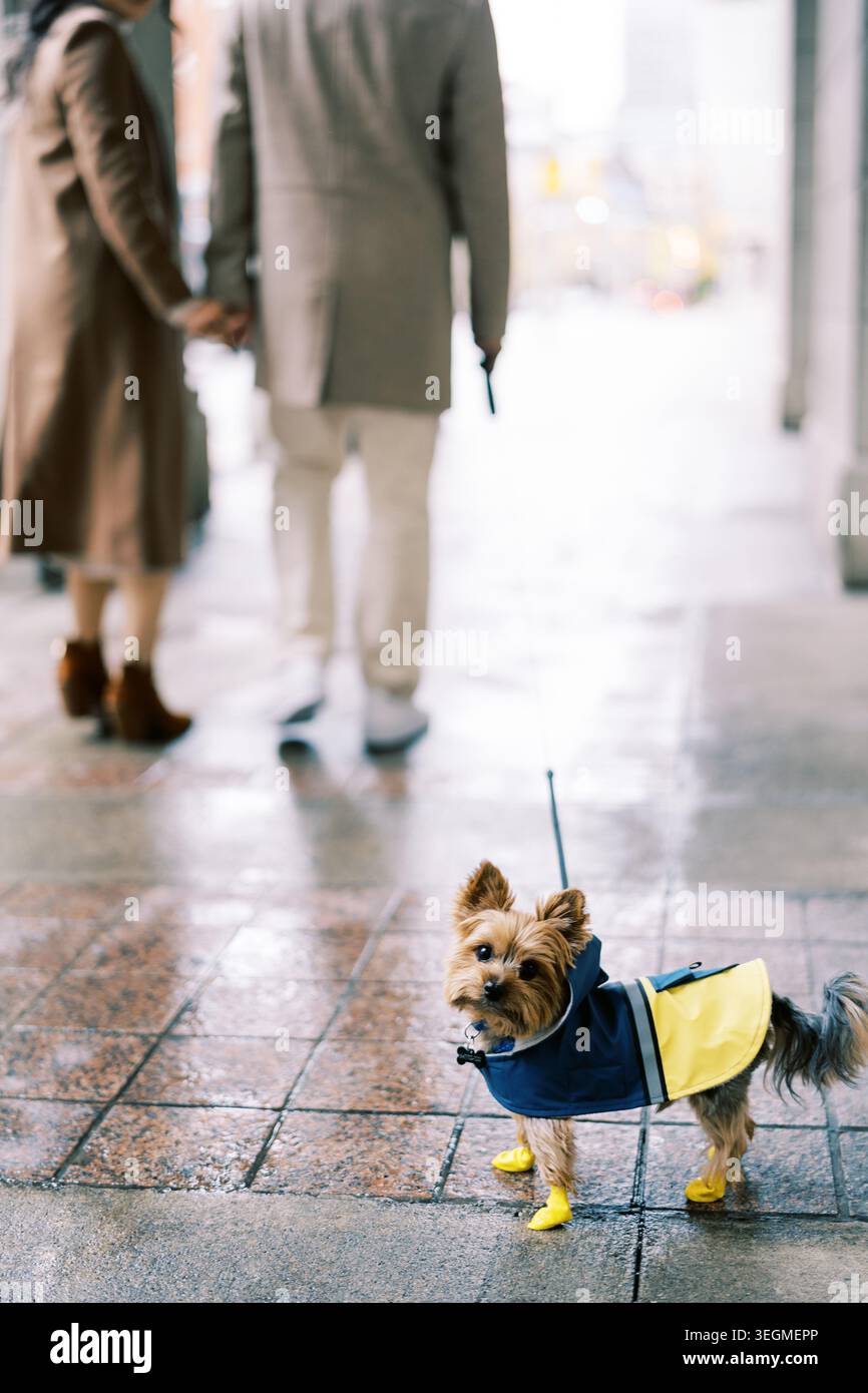Ein winziger Hund mit leuchtendem Regenkleid hält auf dem feuchten Gehweg, während die Menschen abreisen Stockfoto