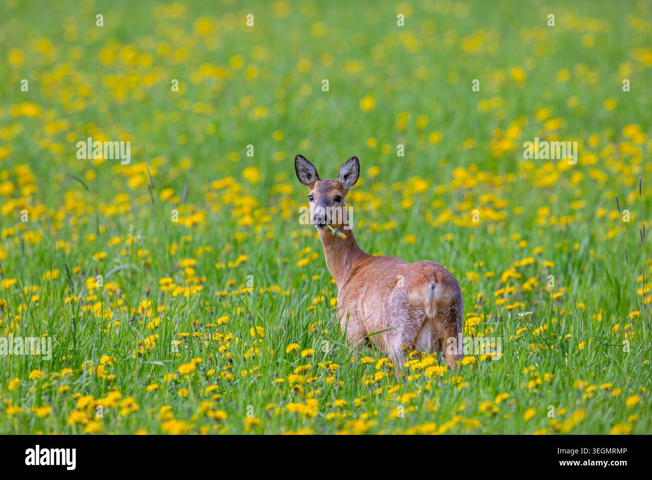 Europäischer Reh (Capreolus capreolus) ausgewachsenes Reh / Weibchen, das Löwenzahnblüte im Gras essen / Weide mit gelben Wildblumen im Frühjahr Stockfoto