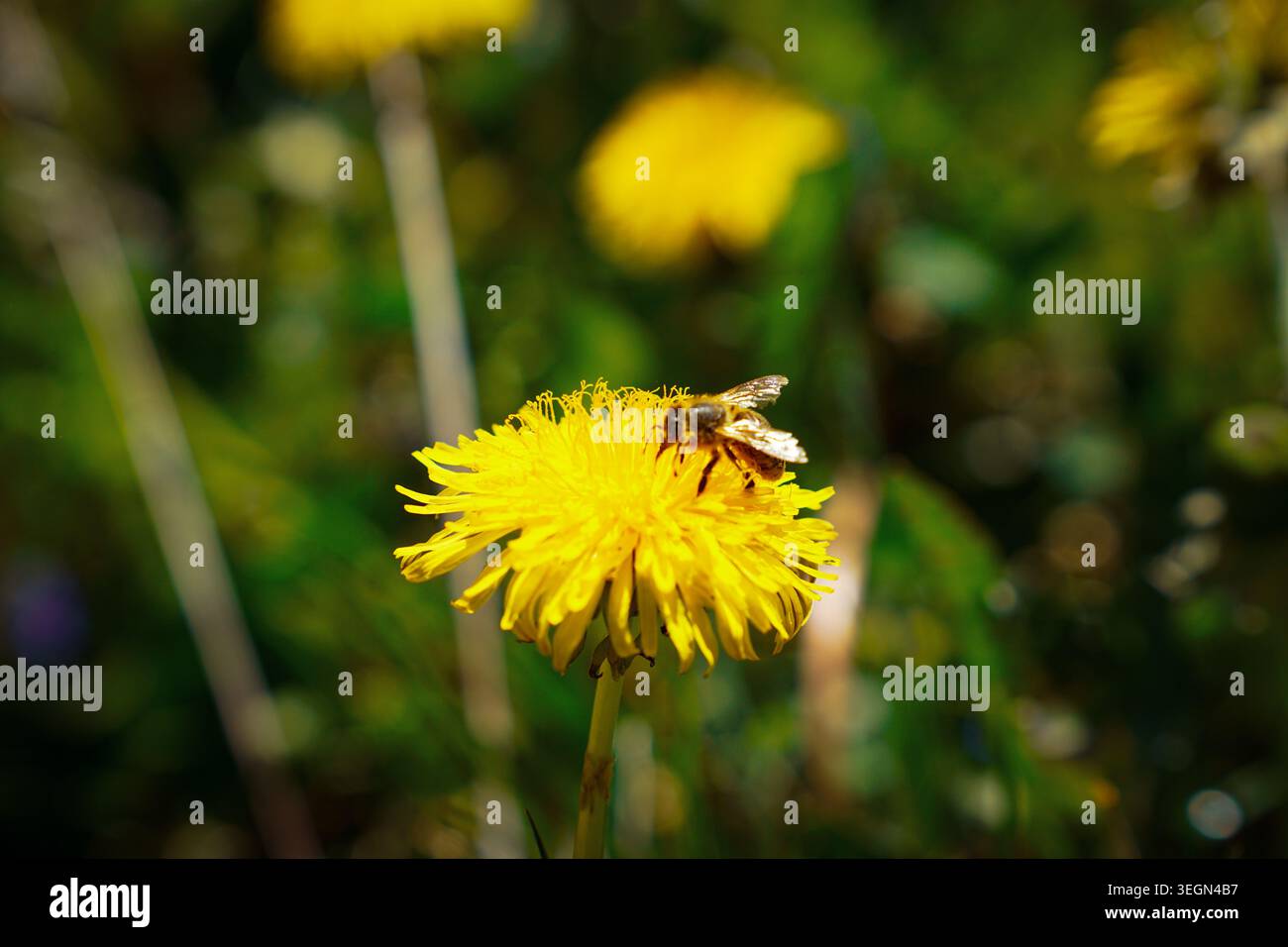 Honigbiene Fütterung auf gelber Löwenzahnblüte auf einer sonnendurchfluteten Wiese mit verschwommenem grünem natürlichen Hintergrund. Stockfoto