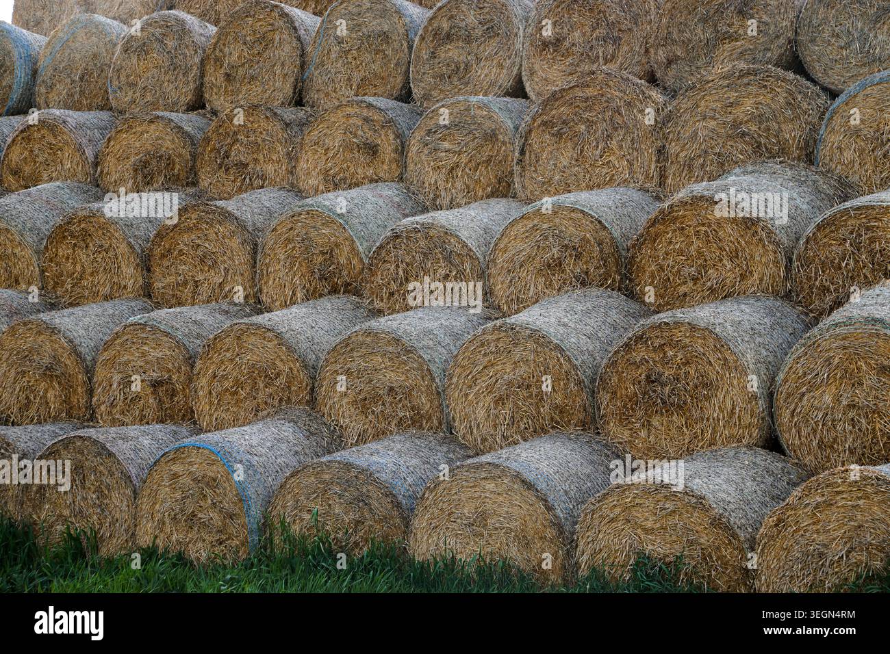 Runde Heuballen, die in Reihen auf landwirtschaftlich genutzten Flächen während der Erntezeit auf einem ländlichen Feld gestapelt werden. Stockfoto