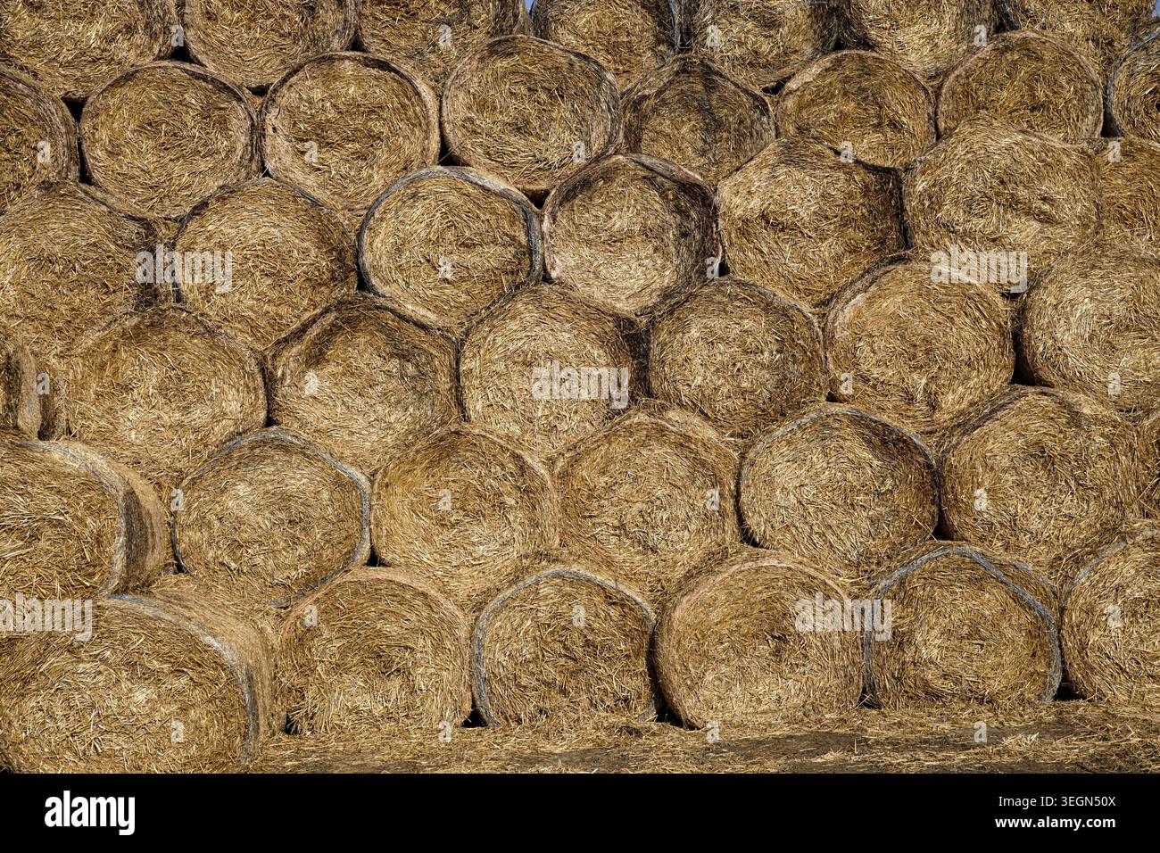 Gestapelte runde Heuballen füllen während der Erntezeit in einer ländlichen Landwirtschaftslandschaft einen Lagerplatz. Stockfoto