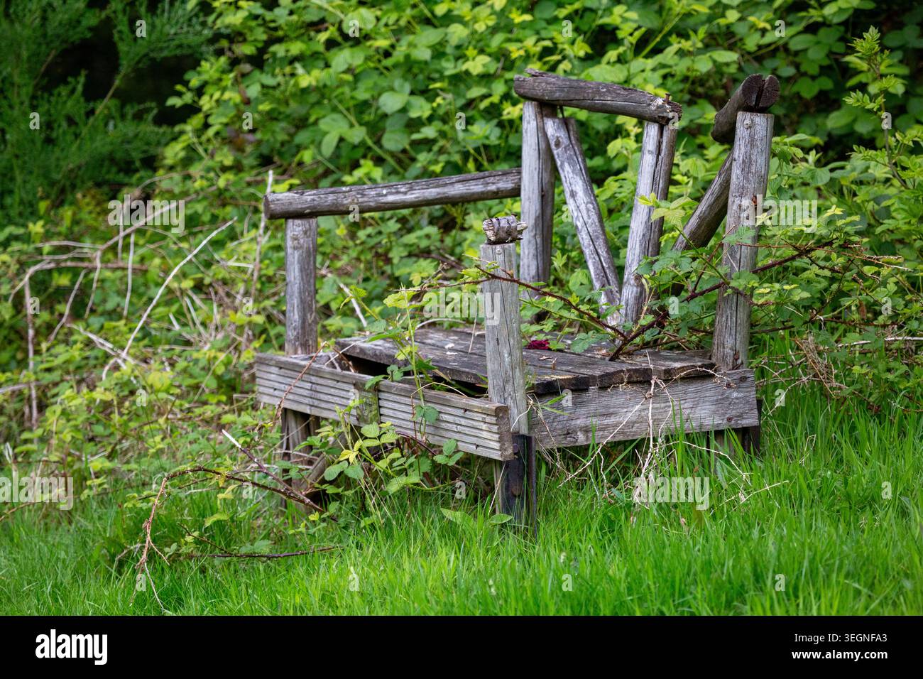 Eine alte verwitterte Holzbank, die langsam von der Natur zurückerobert wird, versteckt zwischen üppigem Grün in einer friedlichen Landschaft. Stockfoto