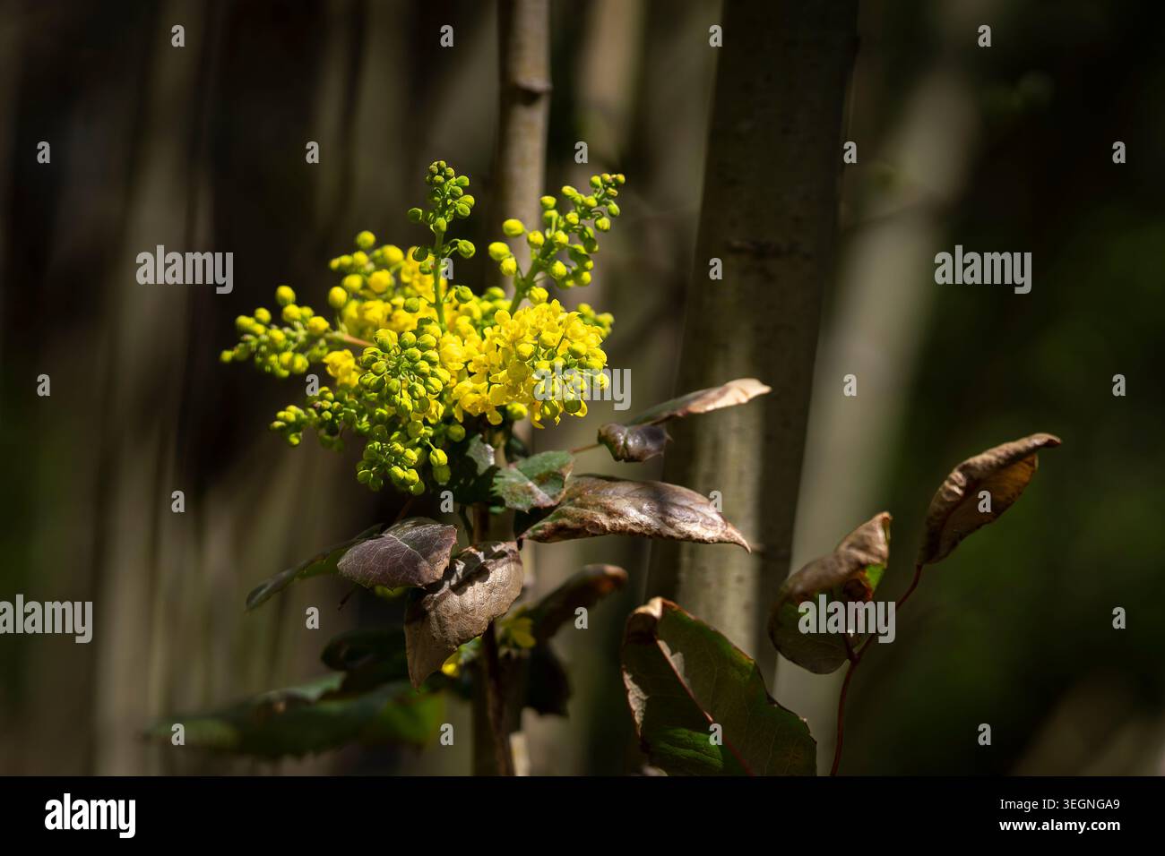 Leuchtend gelbe Blüten der Oregon-Traube (Mahonia aquifolium), beleuchtet durch warmes Sonnenlicht in einer schattigen Waldlandschaft mit dramatischem Kontrast. Stockfoto