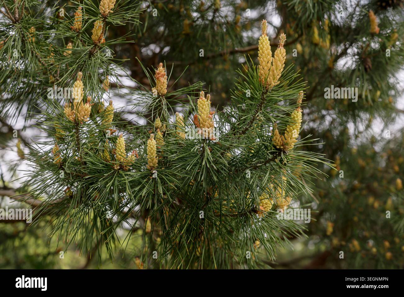 Kiefernzweig mit Knospen im Frühling, Nahaufnahme. Stockfoto
