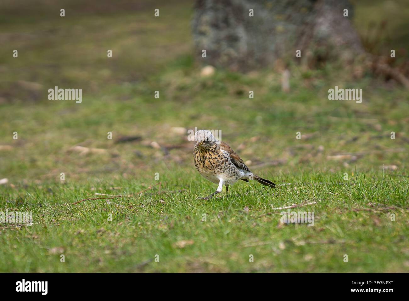 Die Feldarbeit (Turdus pilaris) steht auf Quellgras mit Nistmaterial im Schnabel, erfasst in einer natürlichen Umgebung mit sanfter Hintergrundunschärfe. Stockfoto