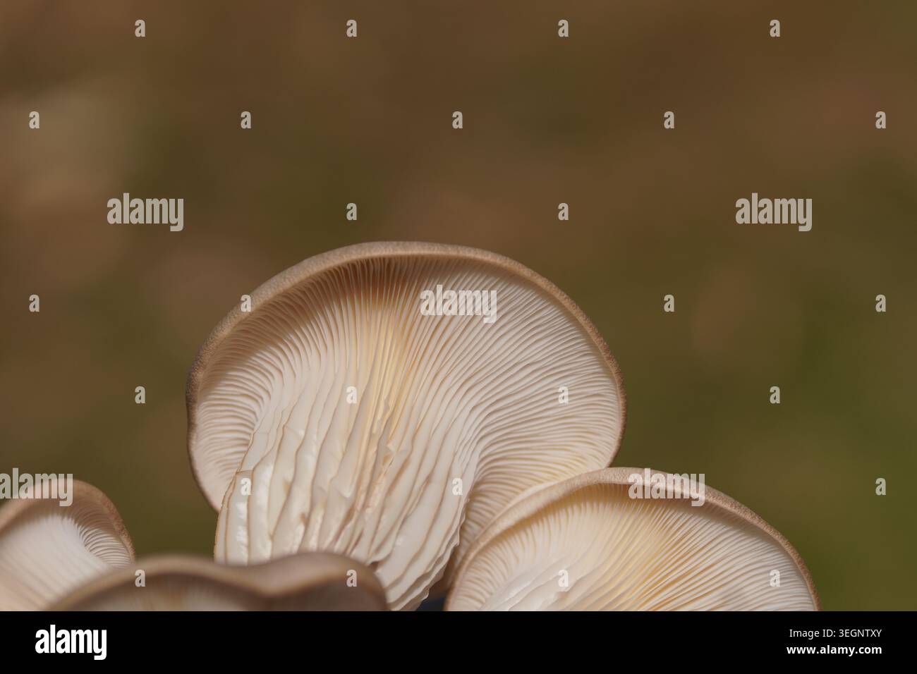 Pleurotus ostreatus, Austernpilz, grauer Austernpilz, Austernpilz, Iratake, perlausternpilz. Nahaufnahme Unterseite der Kappe (Pileus) Stockfoto