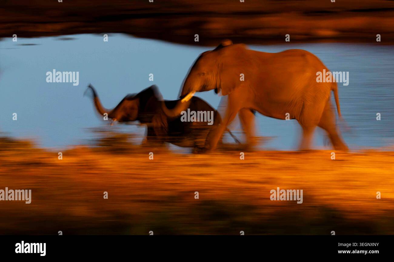 Ein absichtlich verschwommener Schwenkschuss fängt Elefanten in goldener Bewegung an einem Wasserloch in der Dämmerung ein und schafft so ein impressionistisches Bild der Tierwelt. Stockfoto