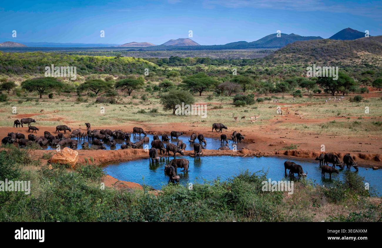 Eine Büffelherde trinkt in einem Wasserloch in East Tsavo, Kenia. Ein Panoramablick auf die Berge ist in der Ferne zu sehen. Stockfoto
