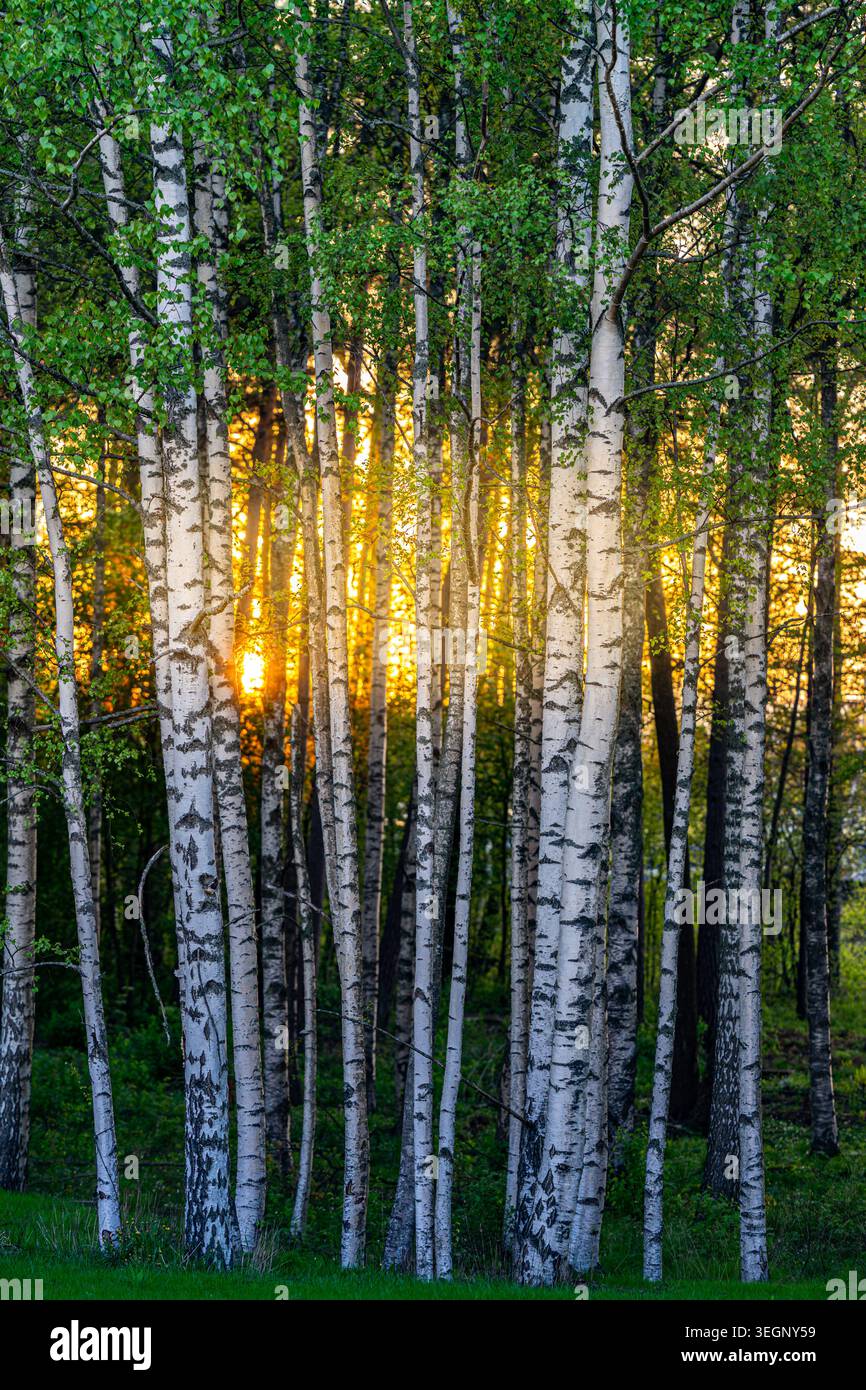 Weiße Birken mit Sonnenstrahlen durch Wälder, finnische Natur Stockfoto