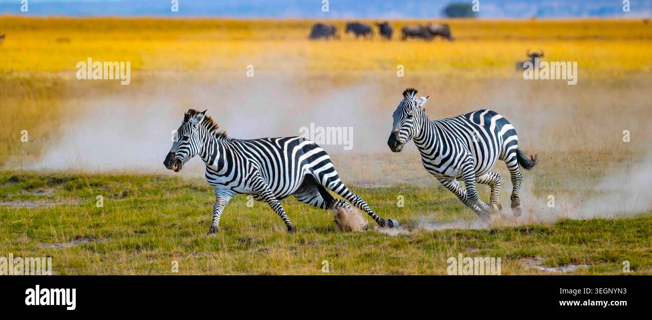 Zwei Zebras galoppieren mit voller Geschwindigkeit über die afrikanische Savanne und schleudern Staubwolken auf, während Gnus auf den goldenen Ebenen des Amboseli NP grasen. Stockfoto