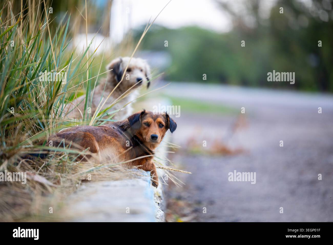 Zwei gemischte Hunde ruhen auf einem Betonrand neben einer Feldstraße mit trockenem Gras in der Nähe, während ein brauner Hund auf die Kamera blickt, während er zottelig ist Stockfoto