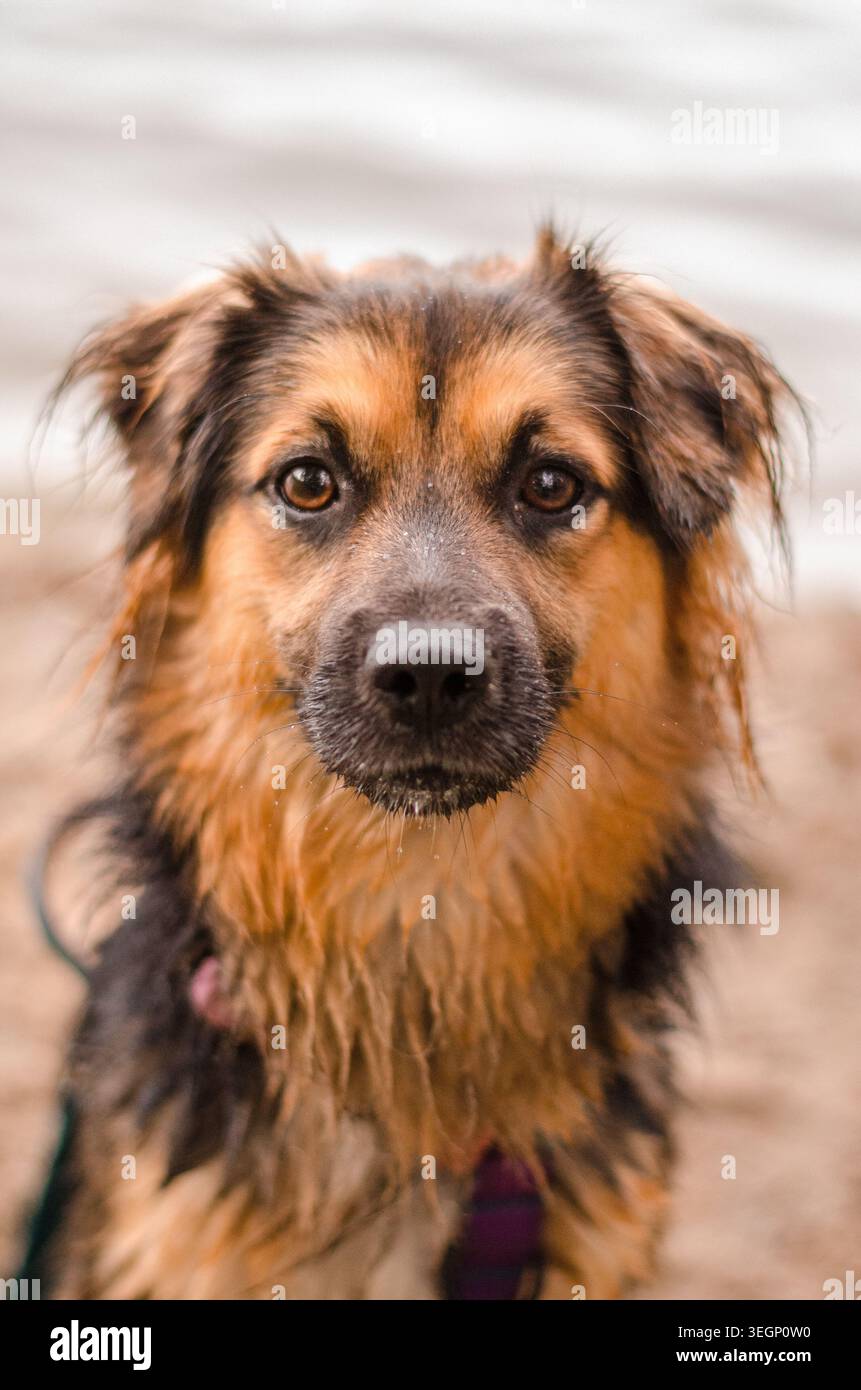 Nasser Hund am See Stockfoto