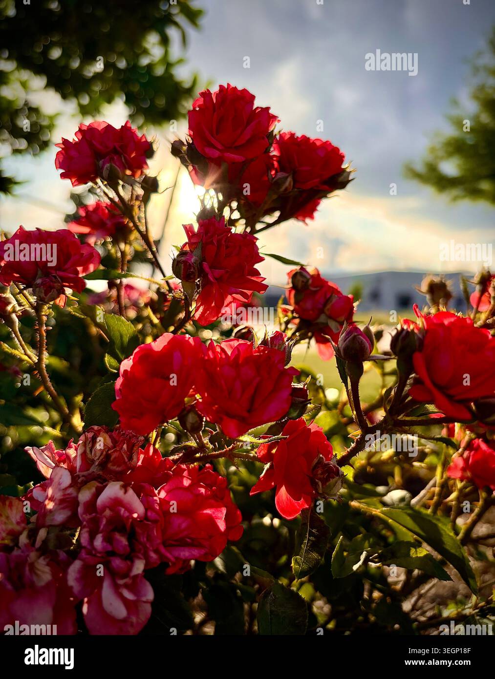 Rosen an einem Sommertag Stockfoto