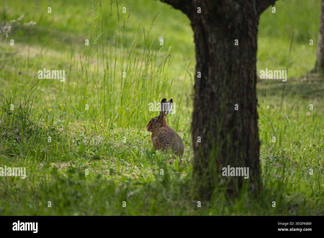 Europäischer Hase, der in grünem Gras unter Bäumen bei natürlichem Tageslicht sitzt, Wildtierszene mit selektivem Fokus und weichem Hintergrund Stockfoto