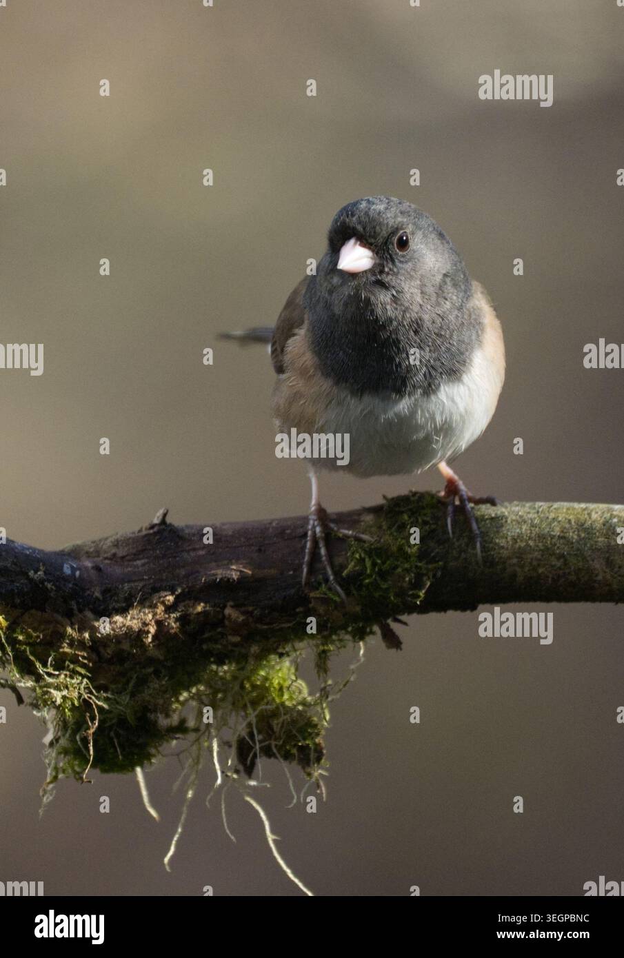 Der dunkeläugige Junco aus Oregon sitzt auf einer Zweigstelle in Südost-Alaska Stockfoto