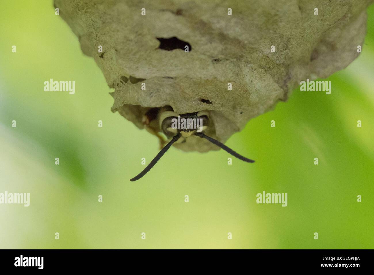 Nahaufnahme einer Glatzenhornhaut (Dolichovespula maculata), die ein Nest baut. Diese große schwarz-weiße Wespe ist bekannt für ihre aggressive Nestverteidigung Stockfoto