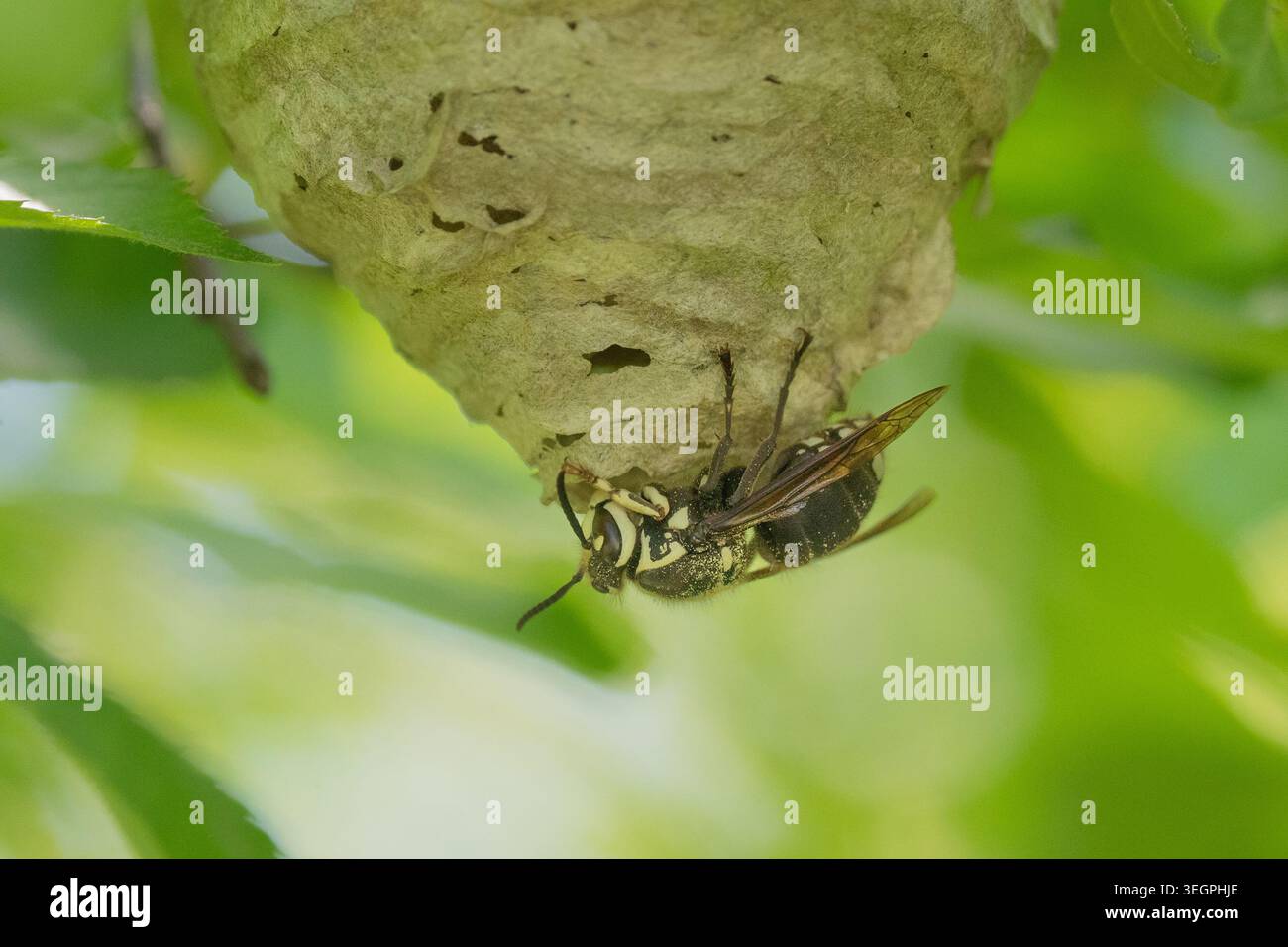 Nahaufnahme einer Glatzenhornhaut (Dolichovespula maculata), die ein Nest baut. Diese große schwarz-weiße Wespe ist bekannt für ihre aggressive Nestverteidigung Stockfoto