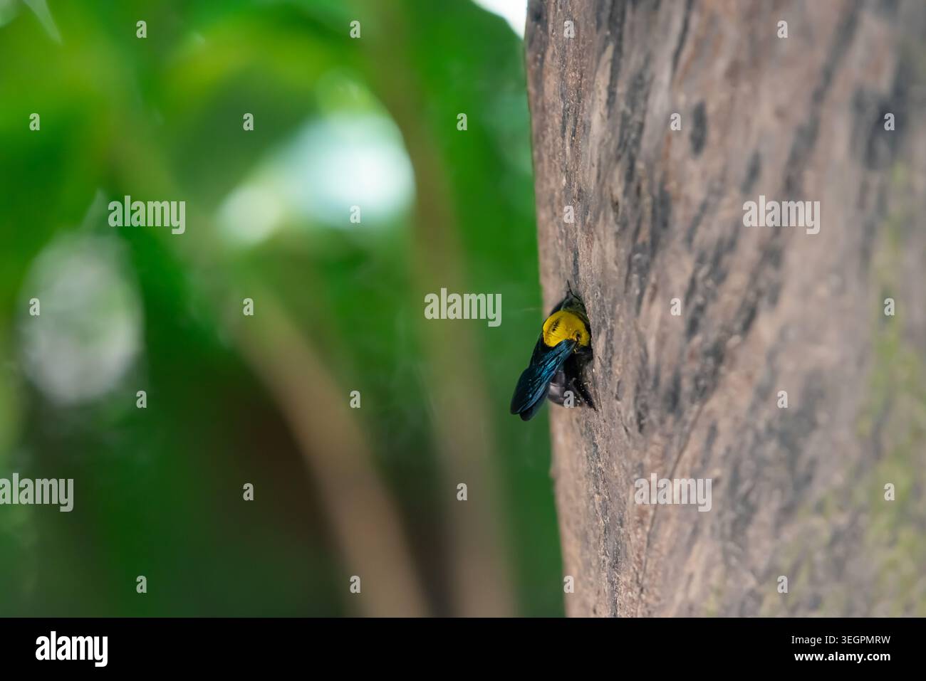 Nahaufnahme einer Tischlerbiene auf Baumrinde mit grünem natürlichen Hintergrund, die Insektenverhalten und tropische Tierwelt zeigt Stockfoto