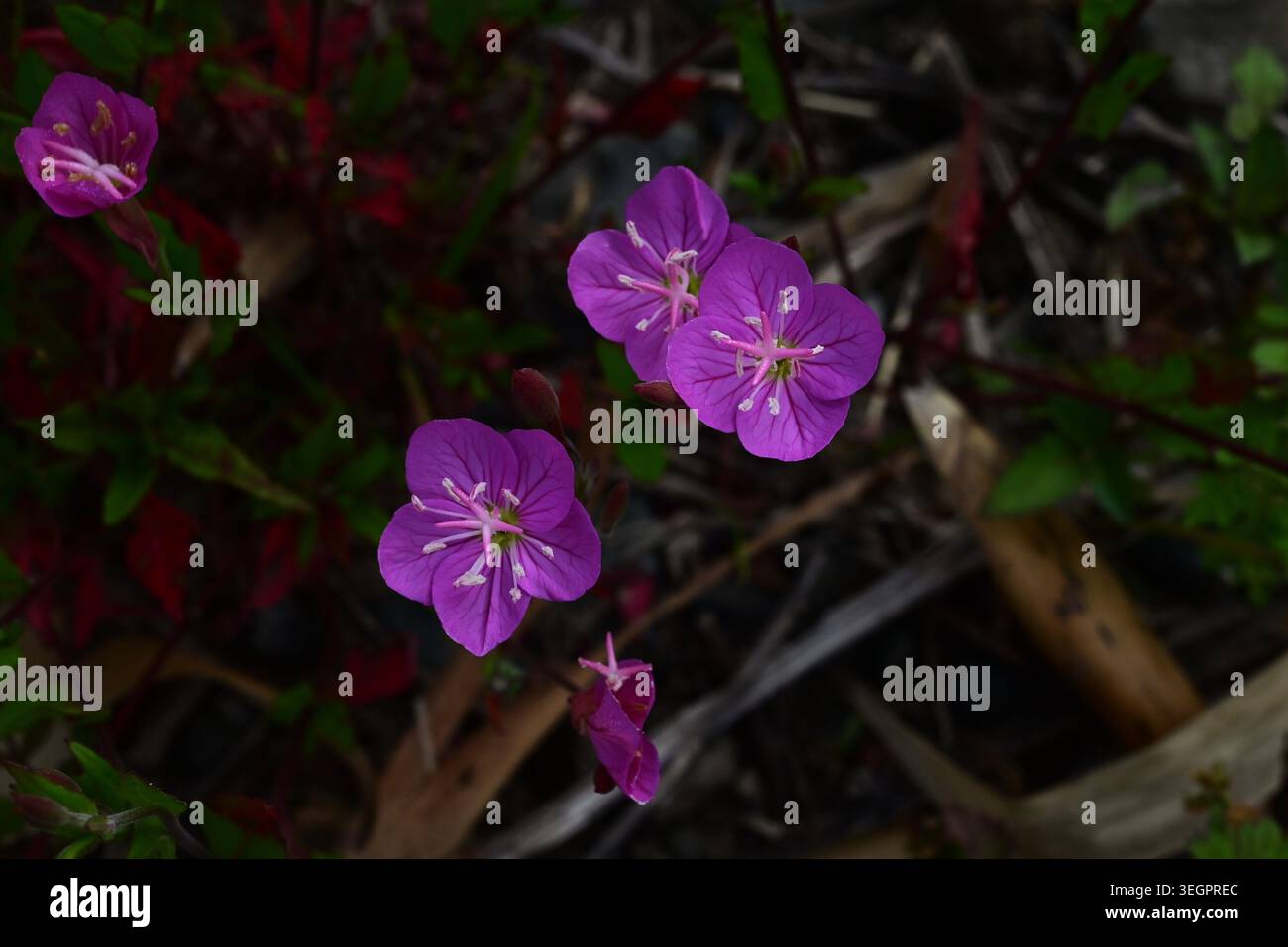 Rose Nachtkerze (Oenotheta rosea) Blüten. Onagraceae perennial. Er stammt aus Amerika und produziert blassrosa Blüten mit vier Blütenblättern. Stockfoto