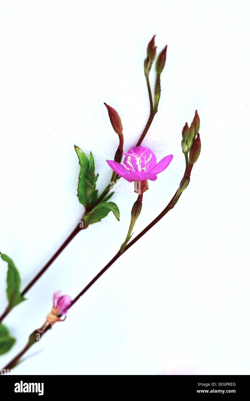 Rose Nachtkerze (Oenotheta rosea) Blüten. Onagraceae perennial. Er stammt aus Amerika und produziert blassrosa Blüten mit vier Blütenblättern. Stockfoto
