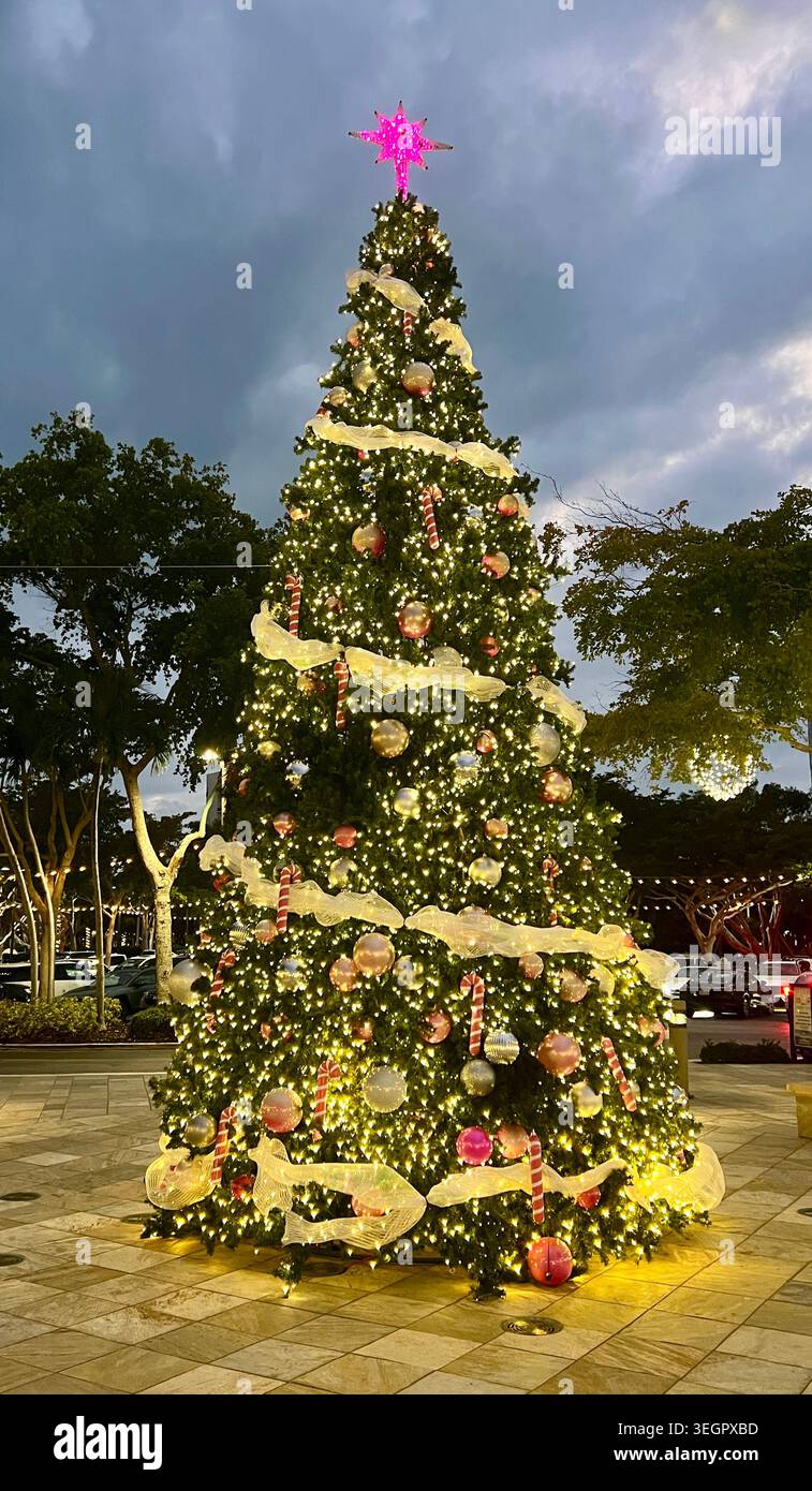 Geschmückte Weihnachtsbaumständer leuchten auf einem platz im Freien in Naples, Florida. Stockfoto