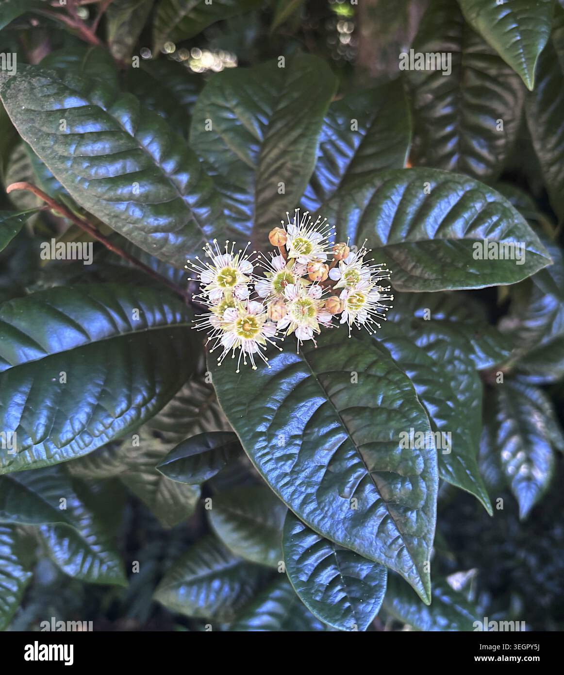 Blühender Xanthostemon graniticus, ein seltener Baum, der in den Wet Tropics in Cairns, Queensland, Australien, endemisch ist Stockfoto