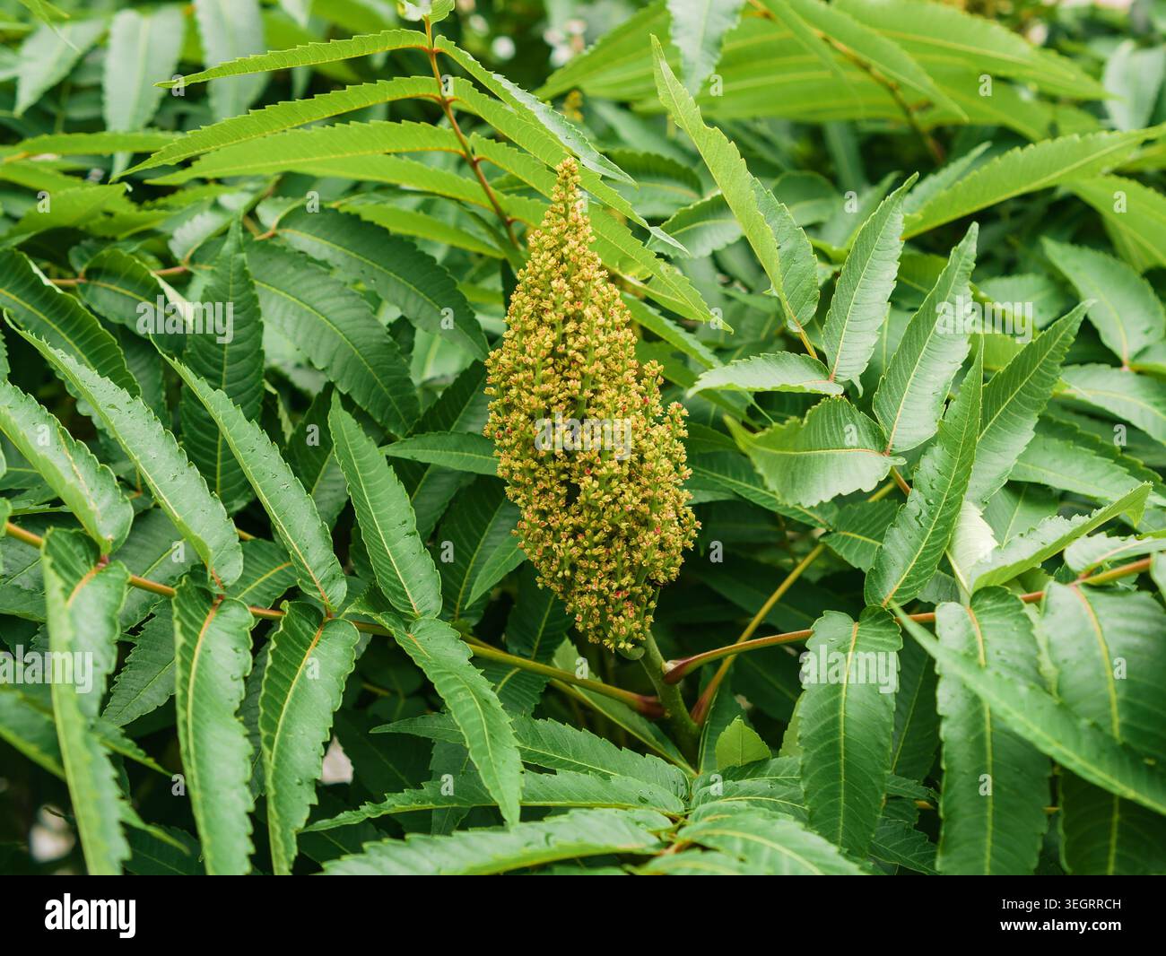 Grüner Blütenstachel von Rhus typhina Staghorn Sumak umgeben von üppigem gefiederten Laub, botanische Fotografie eines harten Laubstrauchs Stockfoto