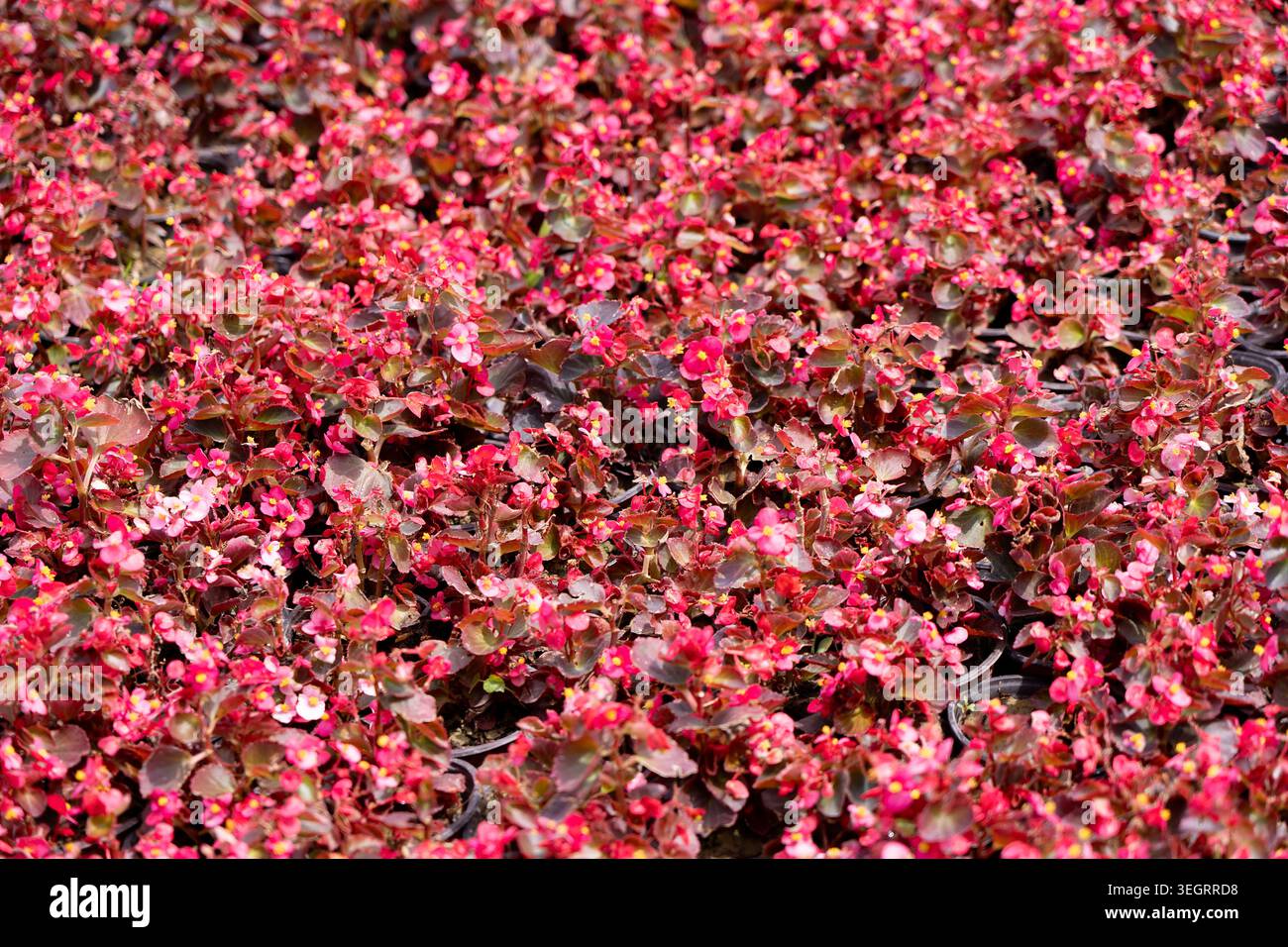 Ein Hintergrund von natürlichen rosa Begonia semperflorens Blüten. Konzept: Landschaftsgestaltung, Innenarchitektur, Kosmetikverpackung, Textildrucke Stockfoto