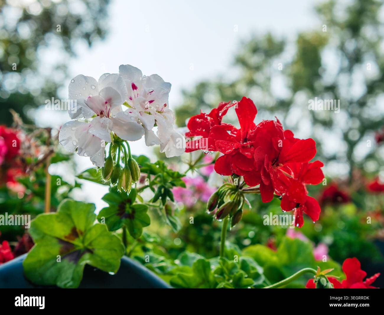 Weiße und rote Efeugeranie Pelargonium peltatum Blüten in der Blüte, Makroaufnahme von nassen Blütenblättern in einem sonnigen Hinterhof, lebendiger floraler Hintergrund für Garten Stockfoto