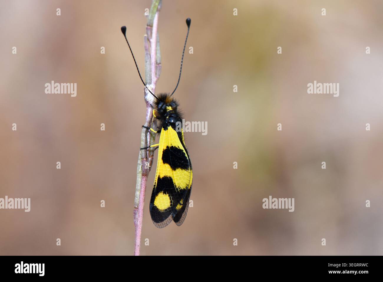 Auffällige gelbe Eulenfliege in der Natur, vertikale Makroaufnahme eines Libelloides macaronius auf einem trockenen Pflanzenstiel mit gefalteten Flügeln Stockfoto