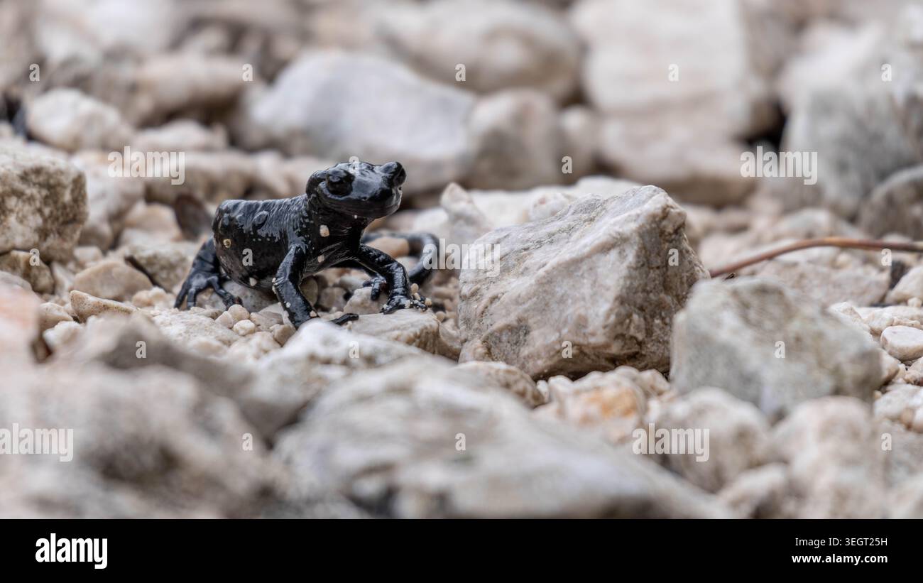 Biodiversität - Endagered Species - Schwarzer Alpensalamander in den deutschen Alpen - Salamandra atra. Hochwertige Fotos Stockfoto