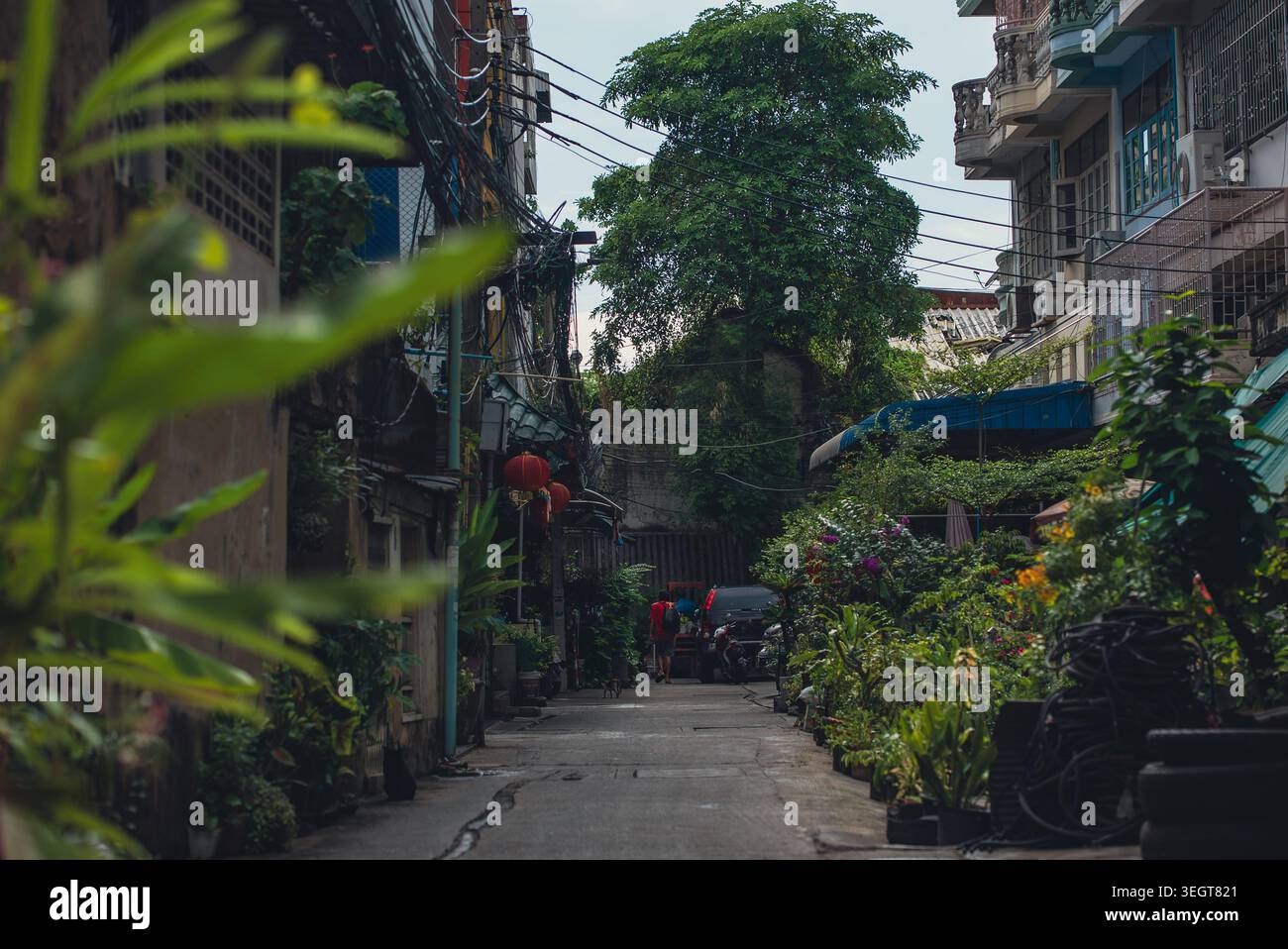 Ruhige tropische Gasse mit üppigem Grün und Wohnhäusern im urbanen Thailand, authentischer Innenhof in Bangkok mit Pflanzen schmaler Straße Stockfoto