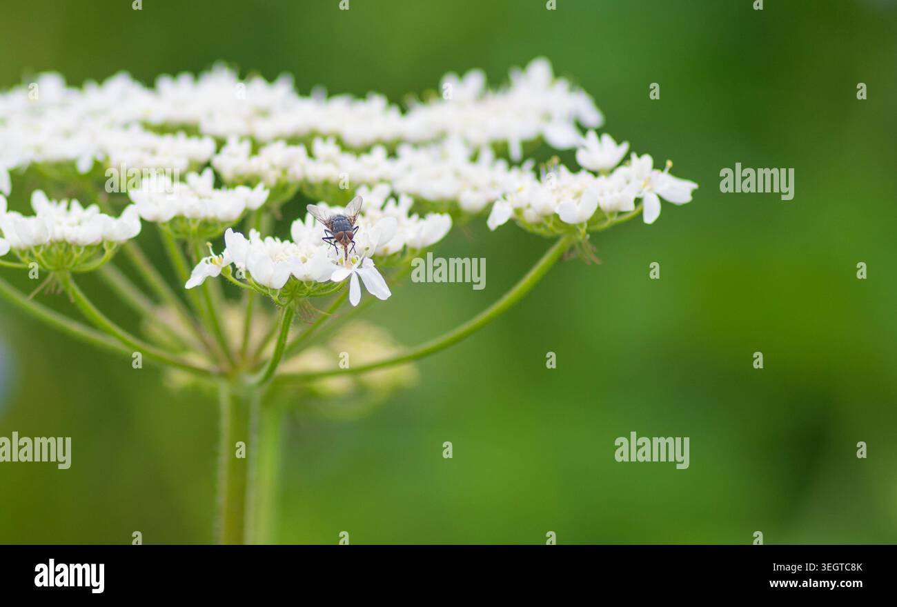 Blumenfliege auf einer Kuh Petersilie Blumenkopf, Nahaufnahme der Insektenfütterung. Stockfoto