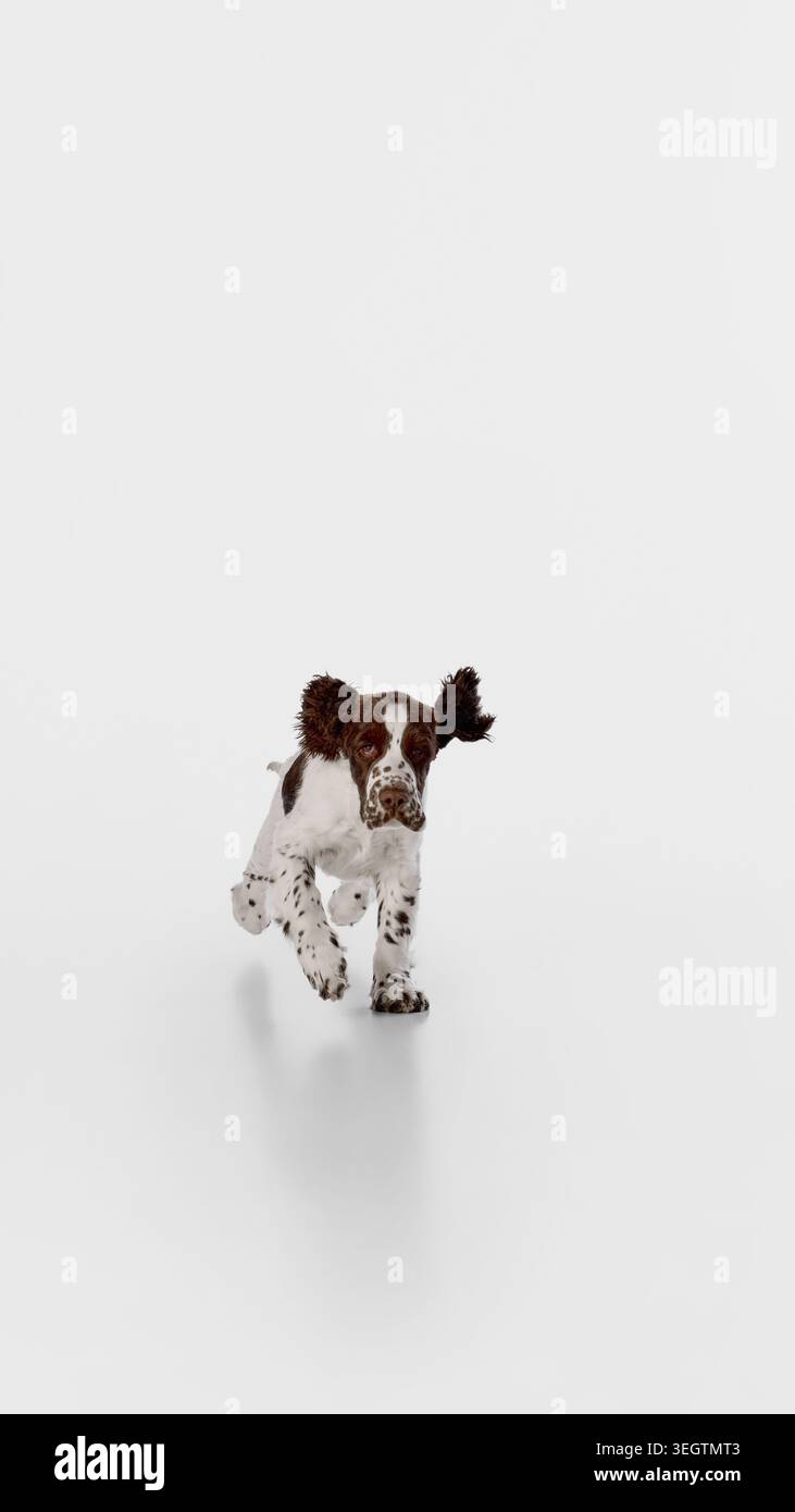 Spaniel-Hündchen, das auf die Kamera läuft, auf weißem Studiohintergrund mit fokussiertem Blick Stockfoto