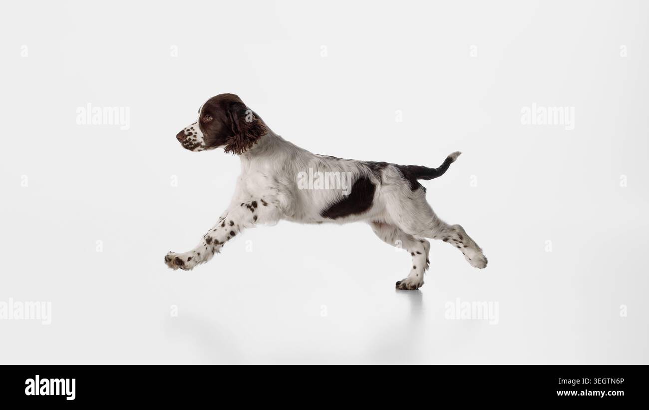 Energiegeladener brauner und weißer Spaniel-Welpe, der vorwärts auf weißem Studiohintergrund springt. Stockfoto
