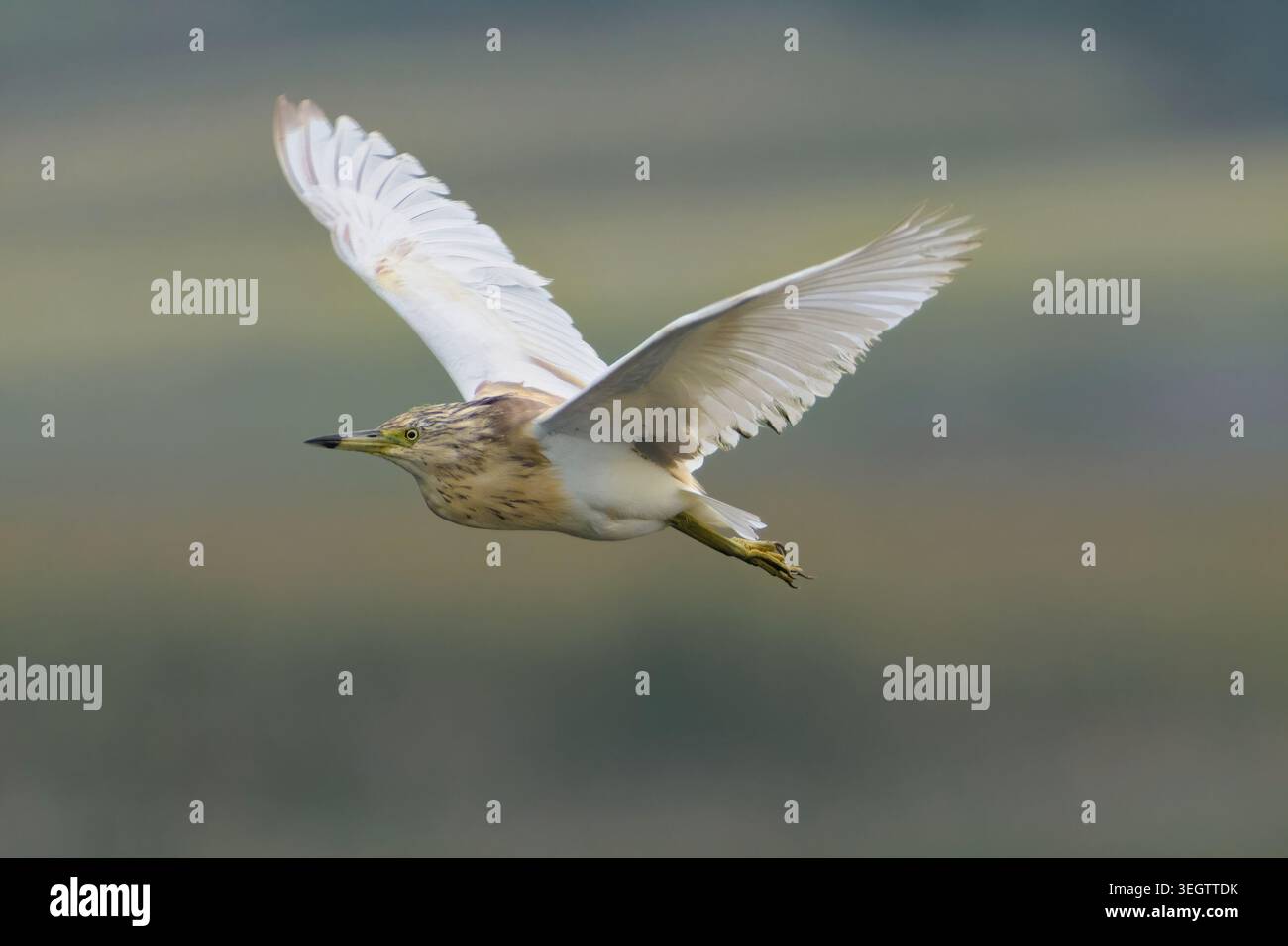 Squacoo-Reiher im Flug Stockfoto