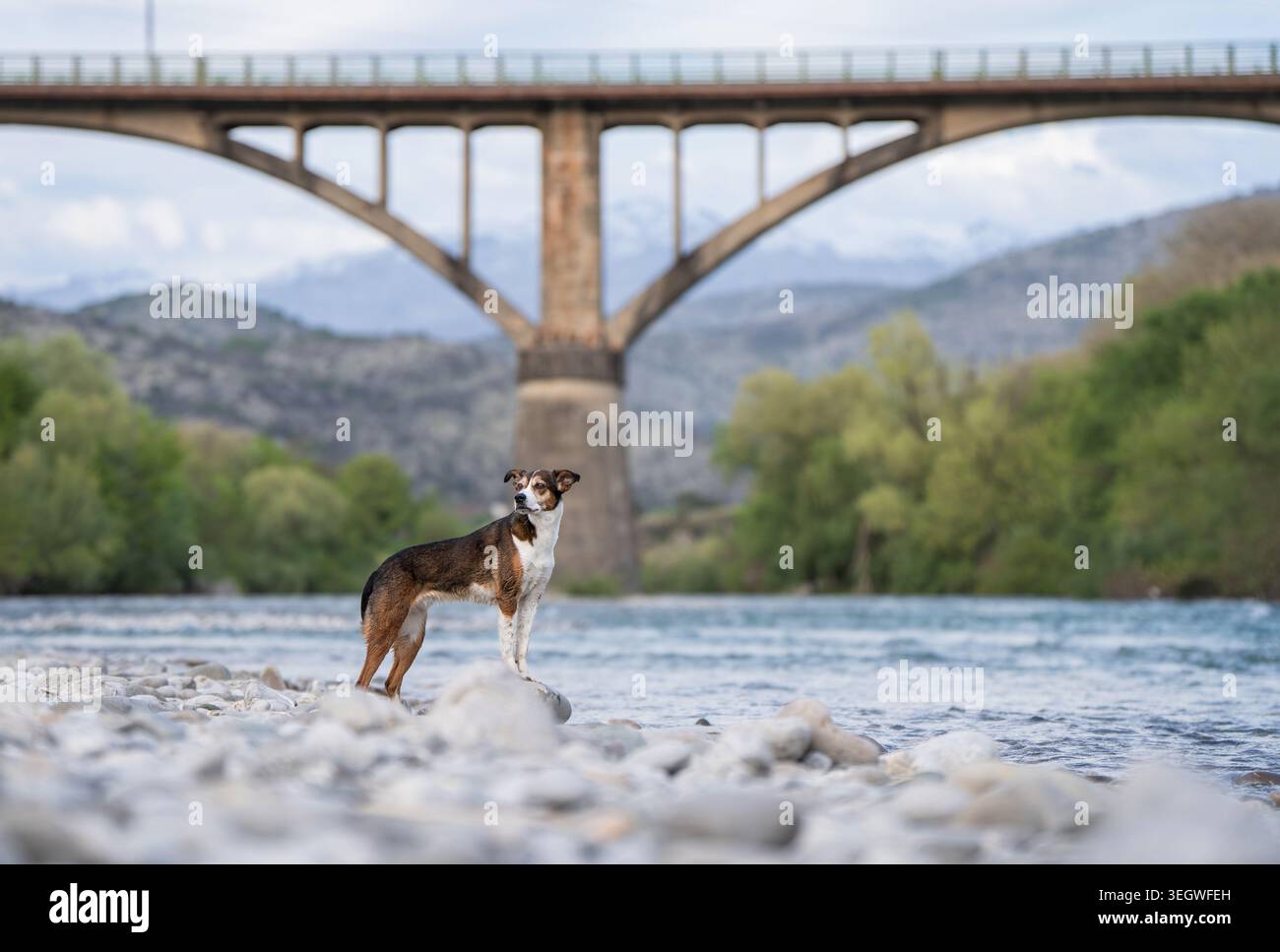 Hund am Mountain River am Rocky Shore mit malerischem Bridge-Hintergrund Stockfoto
