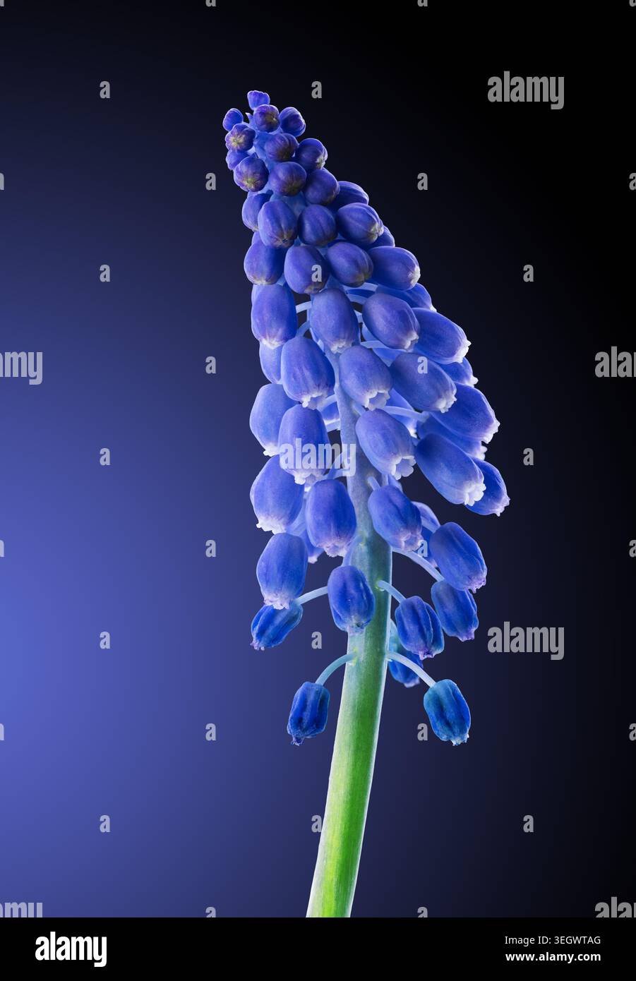 Makroaufnahme der blauen Muscari-Blume, isoliert auf dunkelblauem Hintergrund Stockfoto