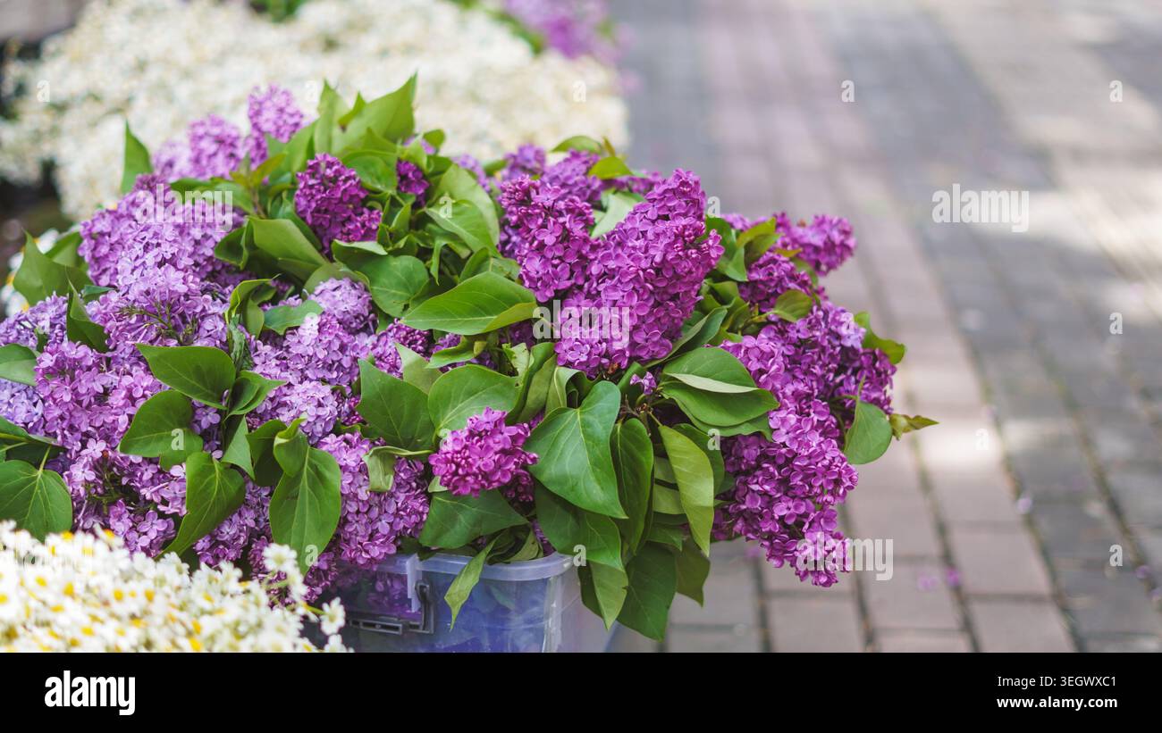 Eimer mit leuchtendem violettem Flieder und weißen Gänseblümchen zum Verkauf auf einem Bürgersteig der Stadt Stockfoto
