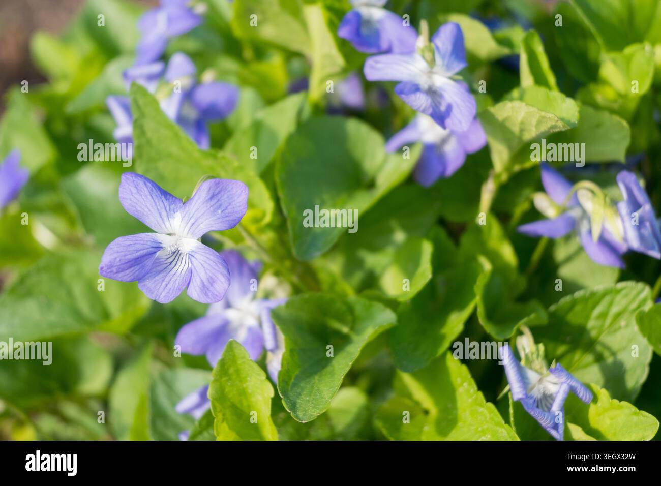 Veilchen blühen in einem Garten an einem sonnigen Tag. Grüne Blätter umgeben violette Blüten. Das Wetter ist warm und die Pflanzen sind gesund. Stockfoto